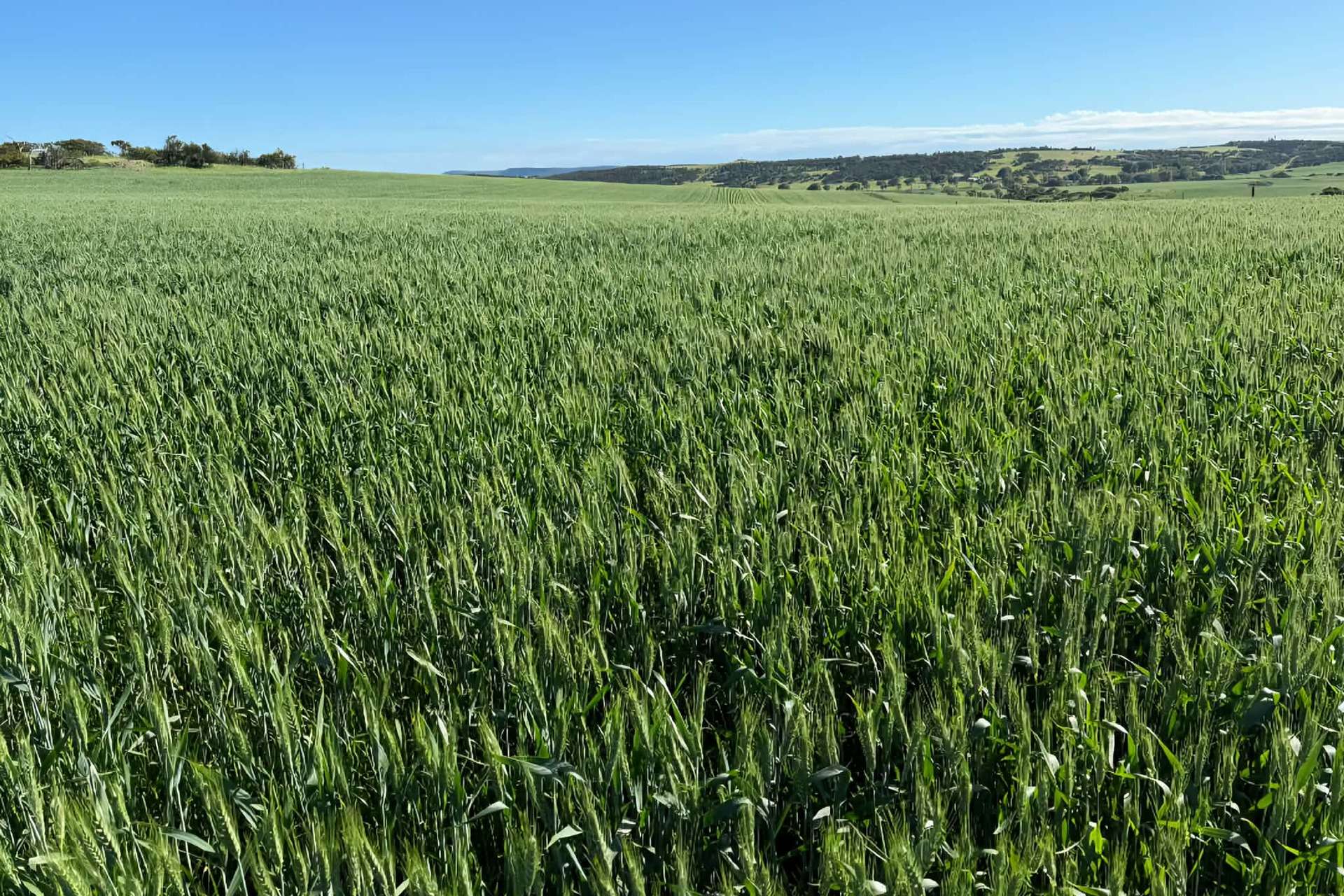 Lot 1 Giles Road, Moonyoonooka For Sale by Farmbuy.com - image 8