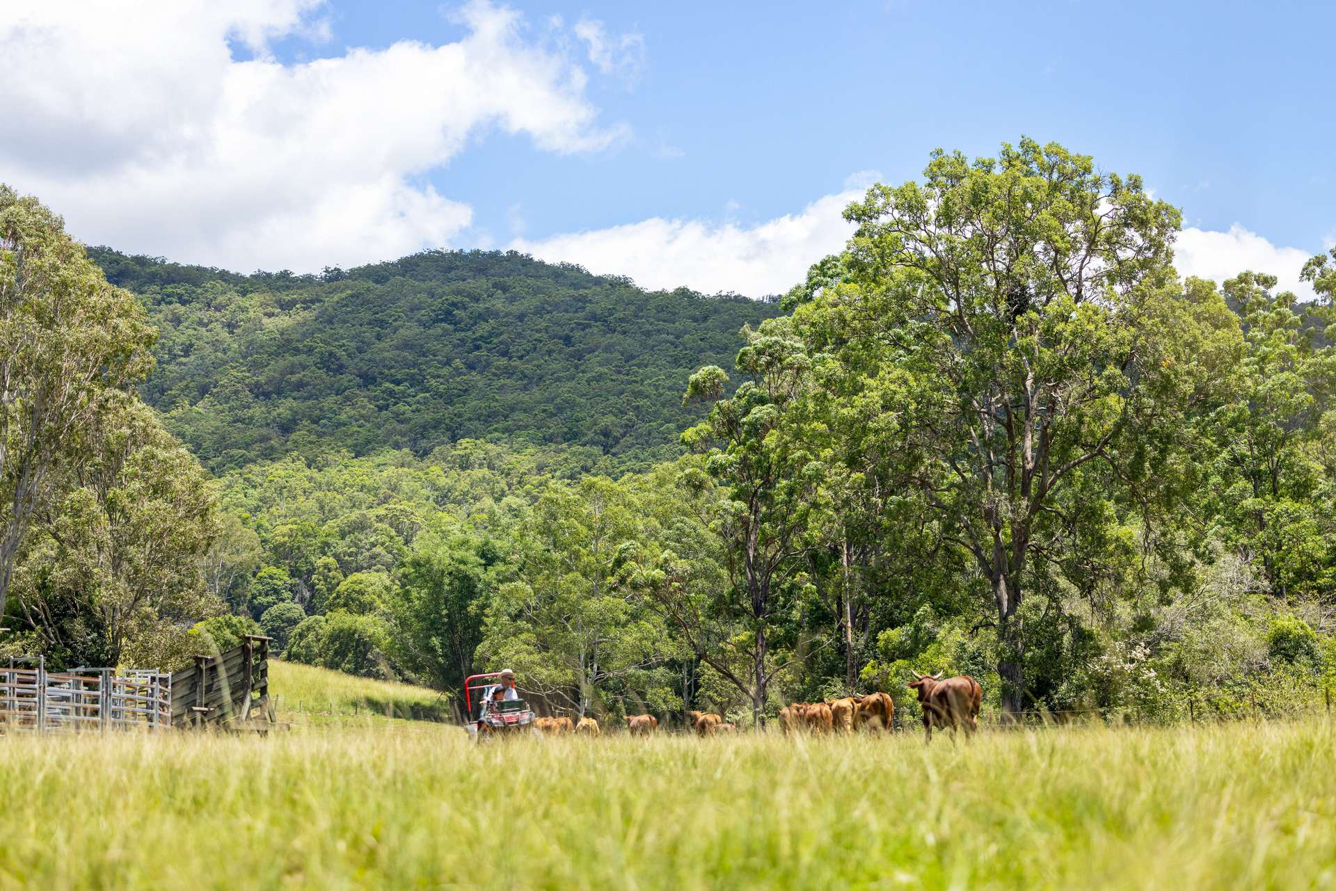 592 Cedar Creek Road, Gheerulla For Sale by Farmbuy.com - image 25