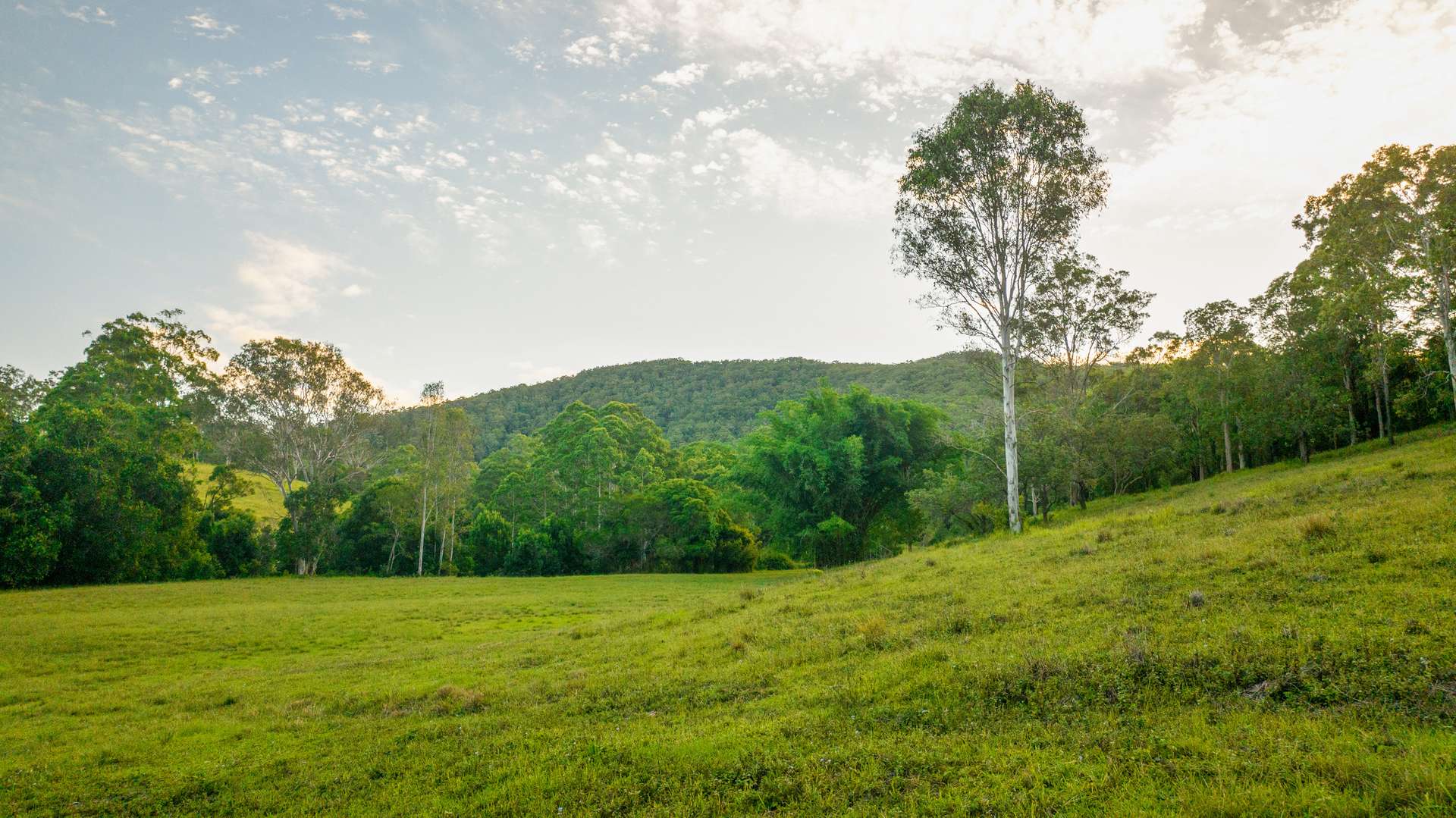 592 Cedar Creek Road, Gheerulla For Sale by Farmbuy.com - image 7