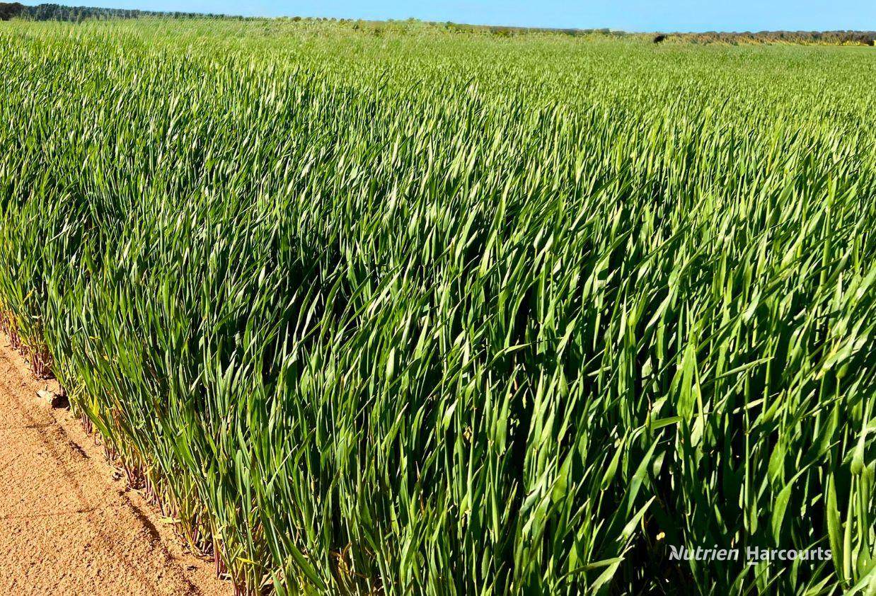 2342 Emu Hill Road East, South Kumminin For Sale by Farmbuy.com - image 2
