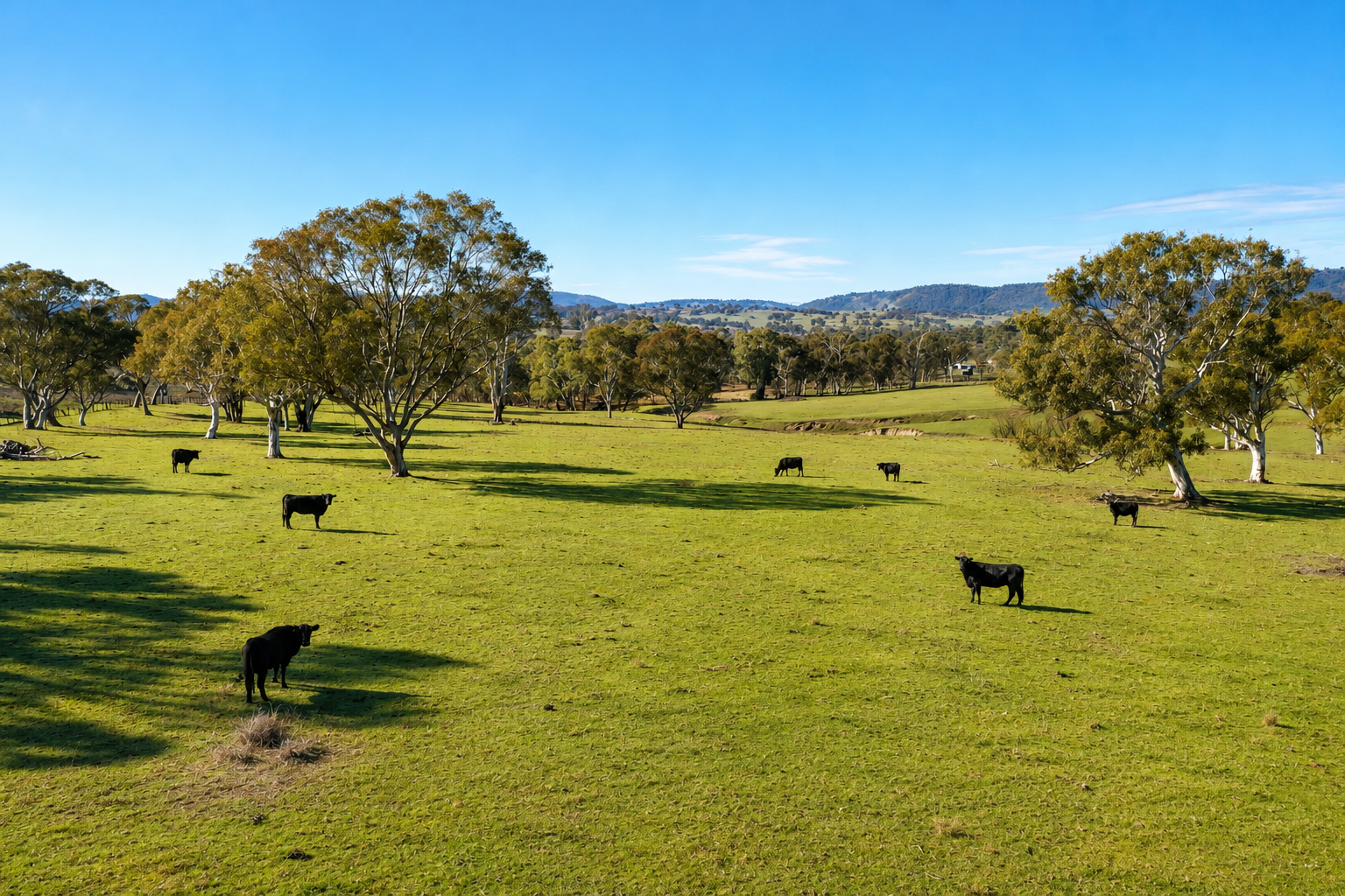 6953 Halls Creek Road, Bendemeer For Sale by Farmbuy.com - image 8