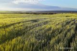 Lot 1 Marchagee Track, Boothendarra For Sale by Nutrien Harcourts Midvale