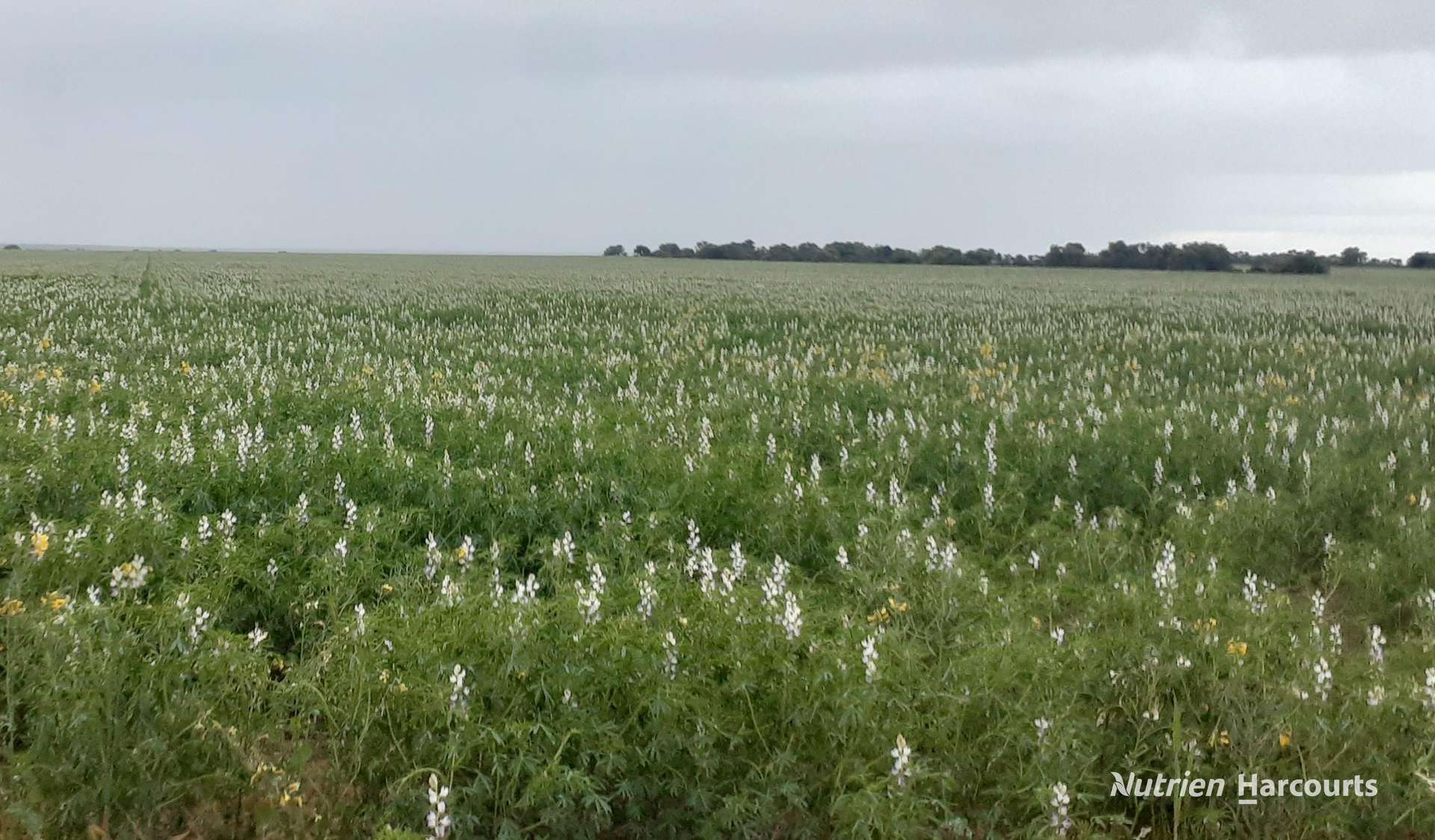 Lot 1 Marchagee Track, Boothendarra For Sale by Farmbuy.com - image 2