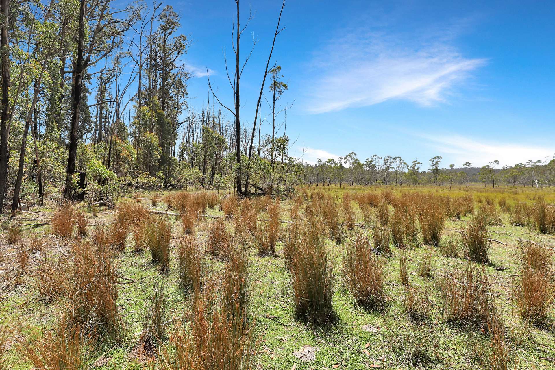 Lot 51 Tantawangalo Mountain Road, Cathcart Sold by Farmbuy.com - image 5
