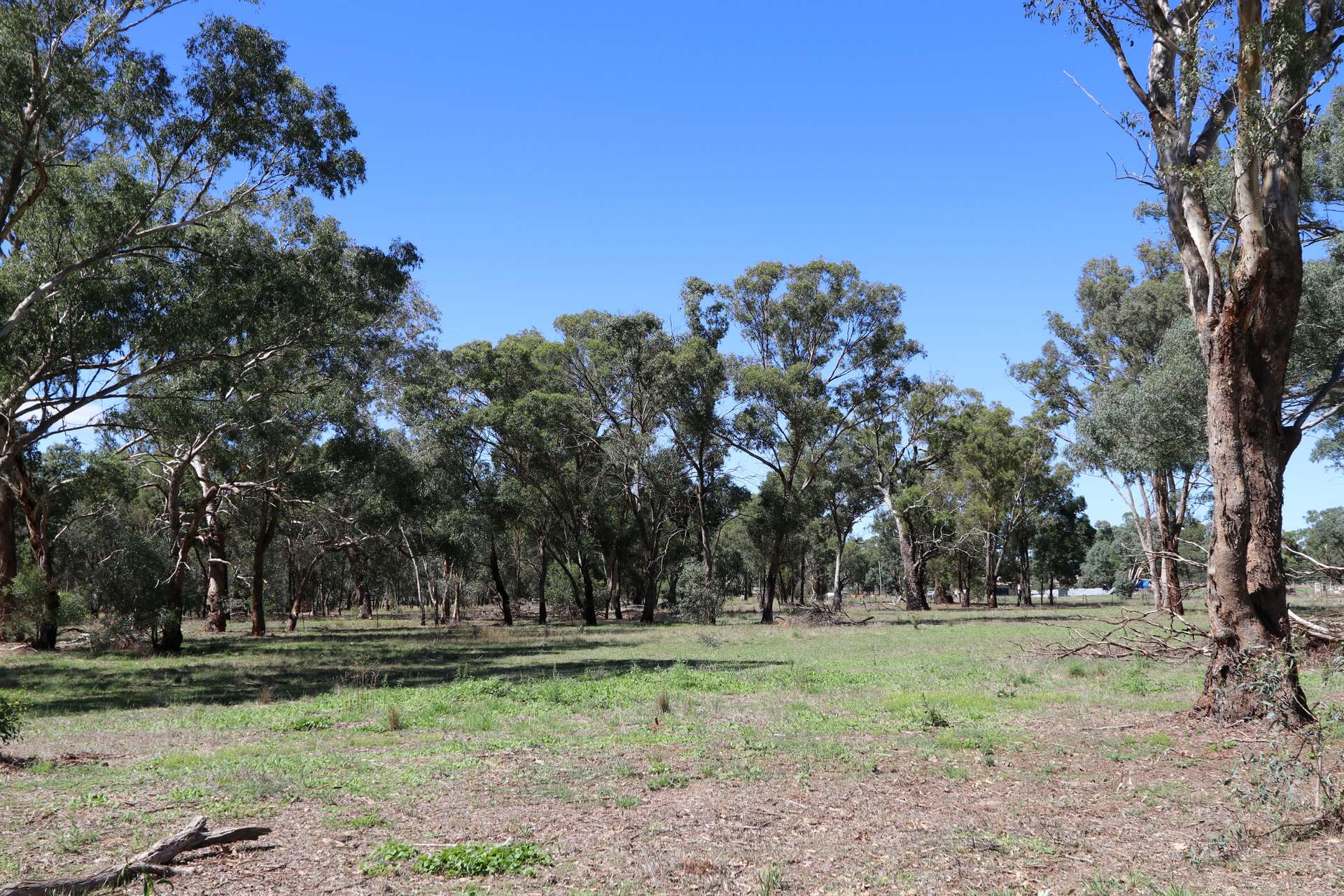 52 BENDICK MURRELL ROAD, Bendick Murrell Via, Young Sold by Farmbuy.com - image 6