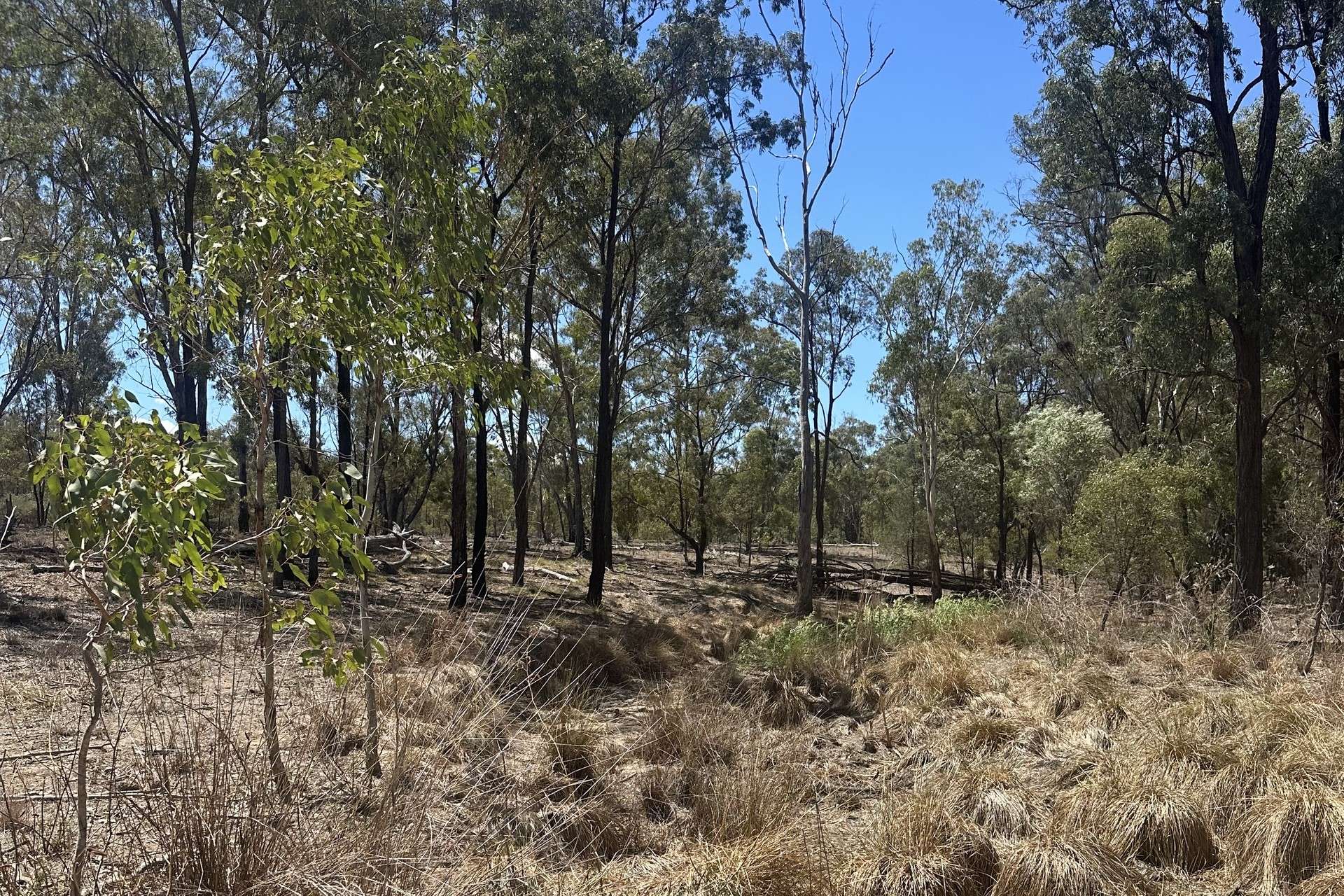 Mosquito Creek Road, Inglewood For Sale by Farmbuy.com - image 8
