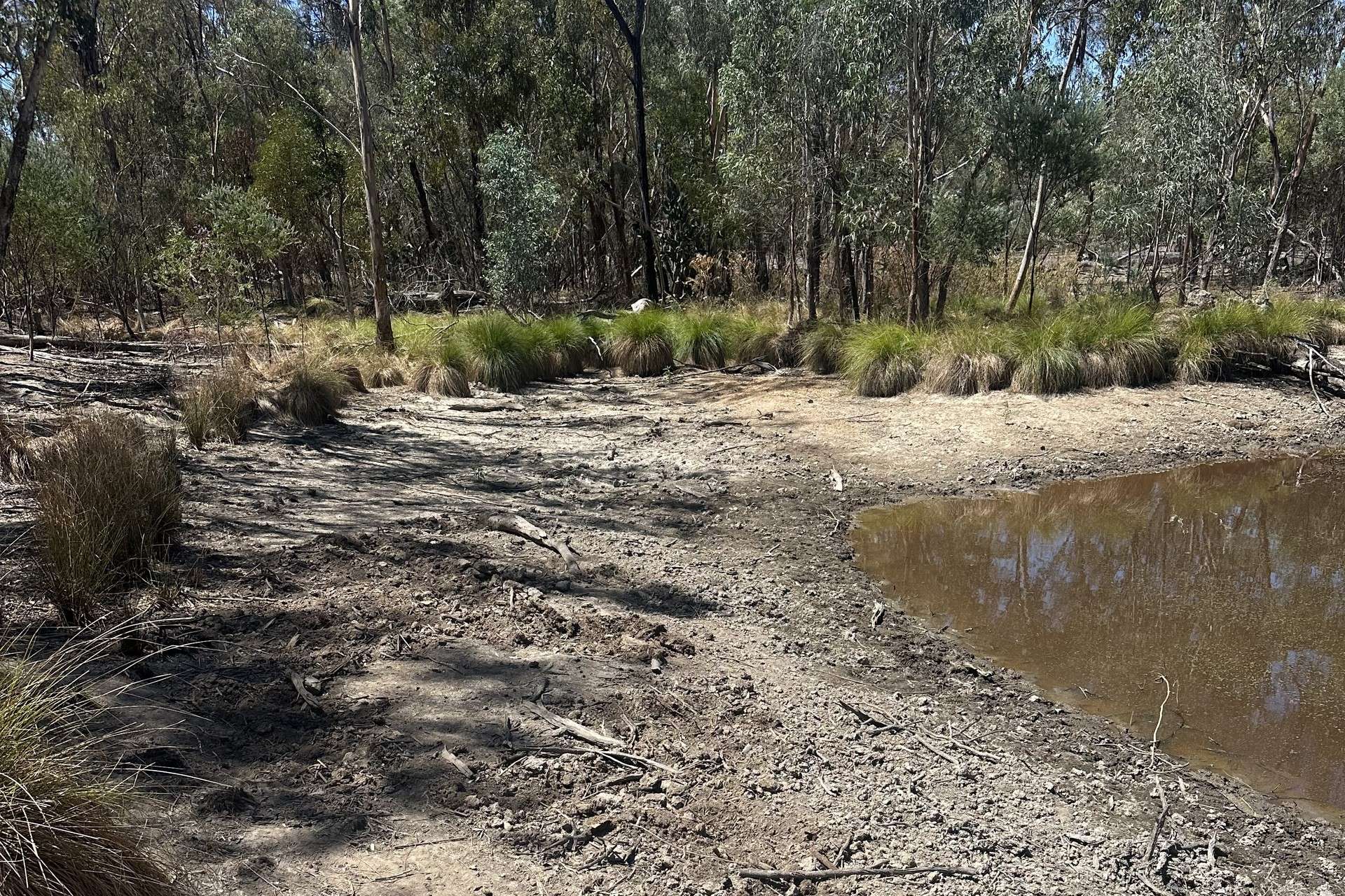 Mosquito Creek Road, Inglewood For Sale by Farmbuy.com - image 13