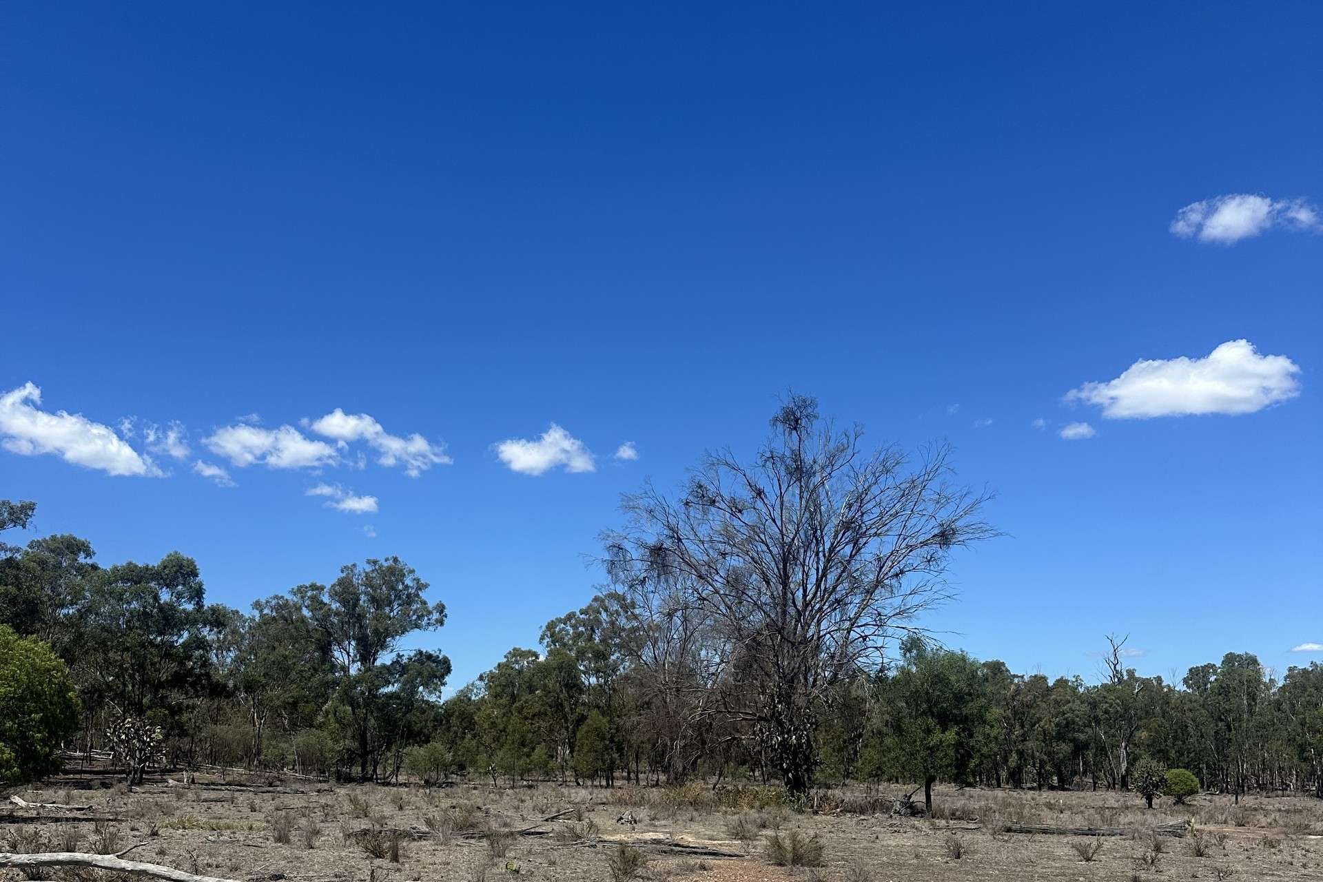 Mosquito Creek Road, Inglewood For Sale by Farmbuy.com - image 9