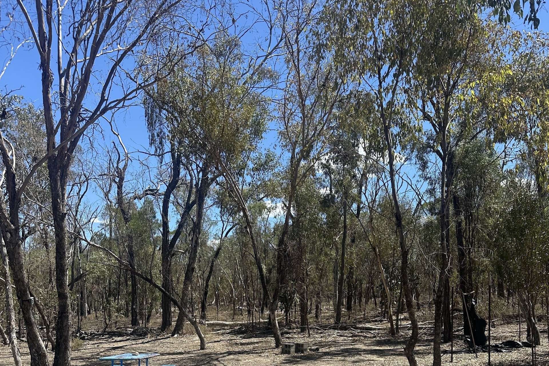 Mosquito Creek Road, Inglewood For Sale by Farmbuy.com - image 12