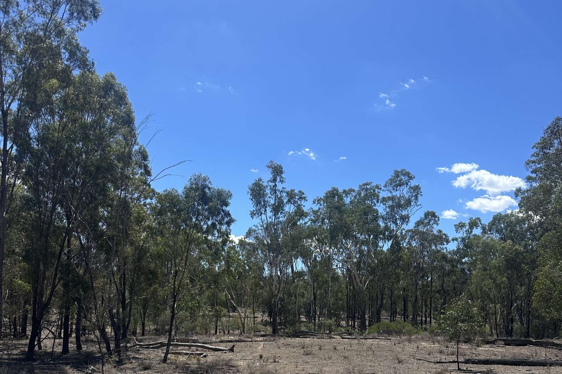 Mosquito Creek Road, Inglewood For Sale by Farmbuy.com - image 7
