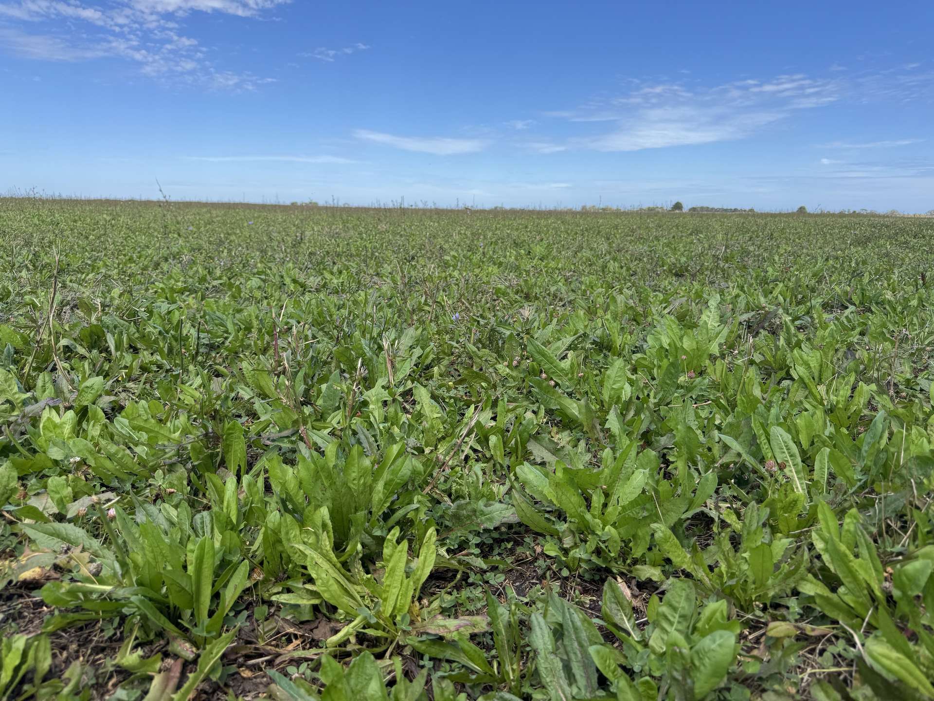 Lot 187/& Section 78 Princes Highway, Millicent Auction by Farmbuy.com - image 5