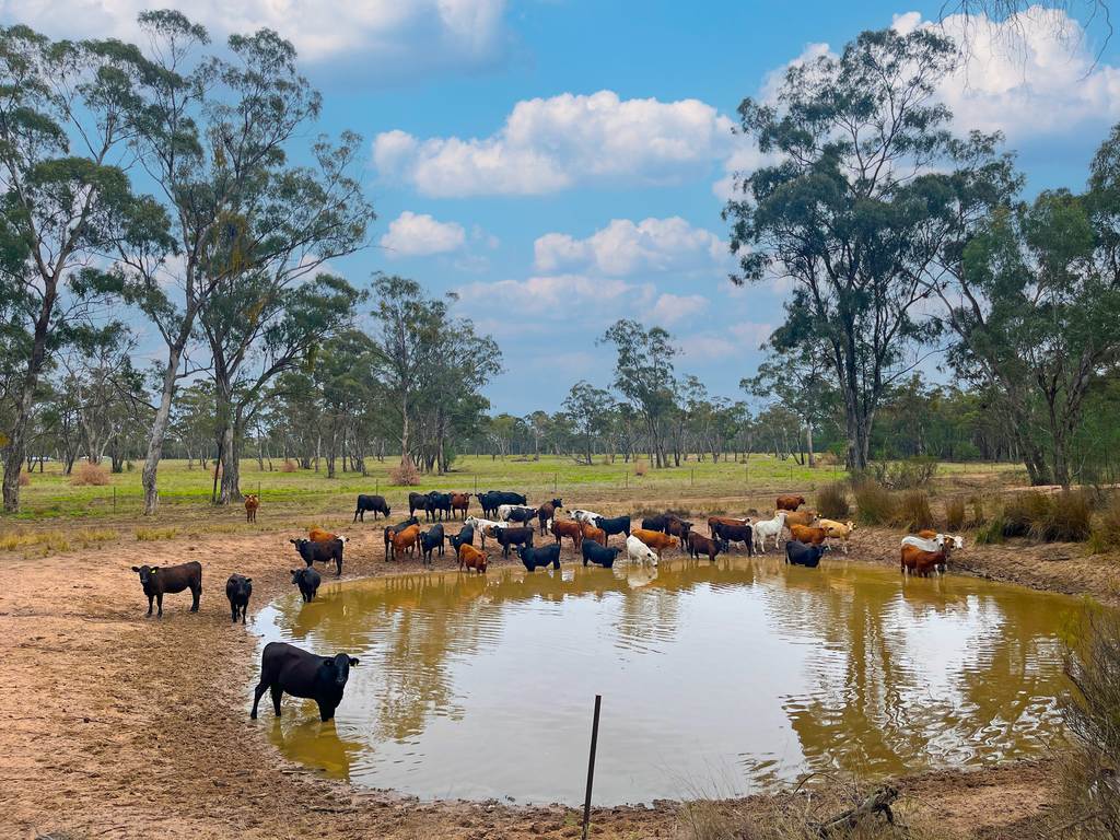10402 Newell Highway, Jacks Creek NSW 2390