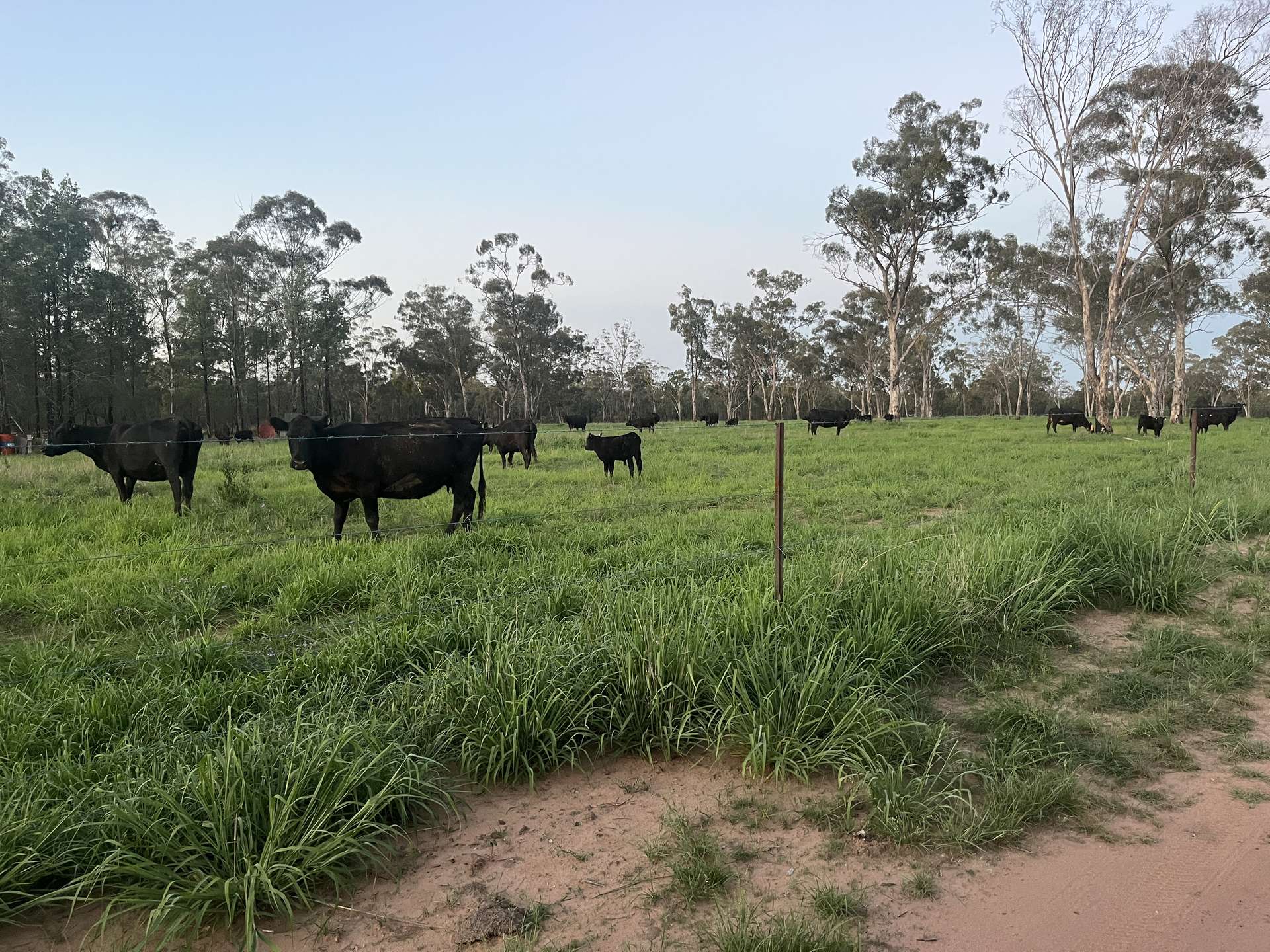 10402 Newell Highway, Jacks Creek For Sale by Farmbuy.com - image 4