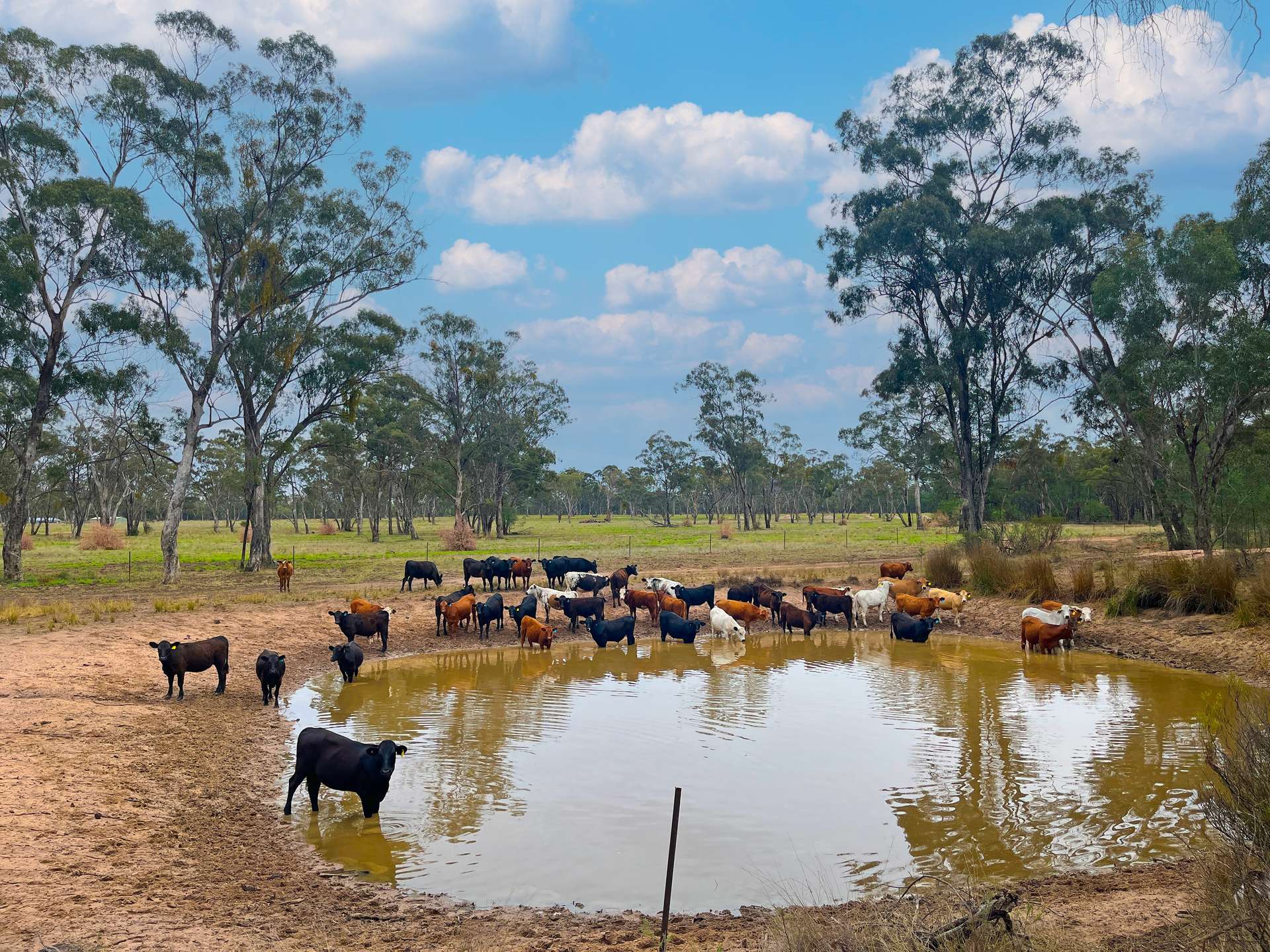 10402 Newell Highway, Jacks Creek For Sale by Farmbuy.com - image 2