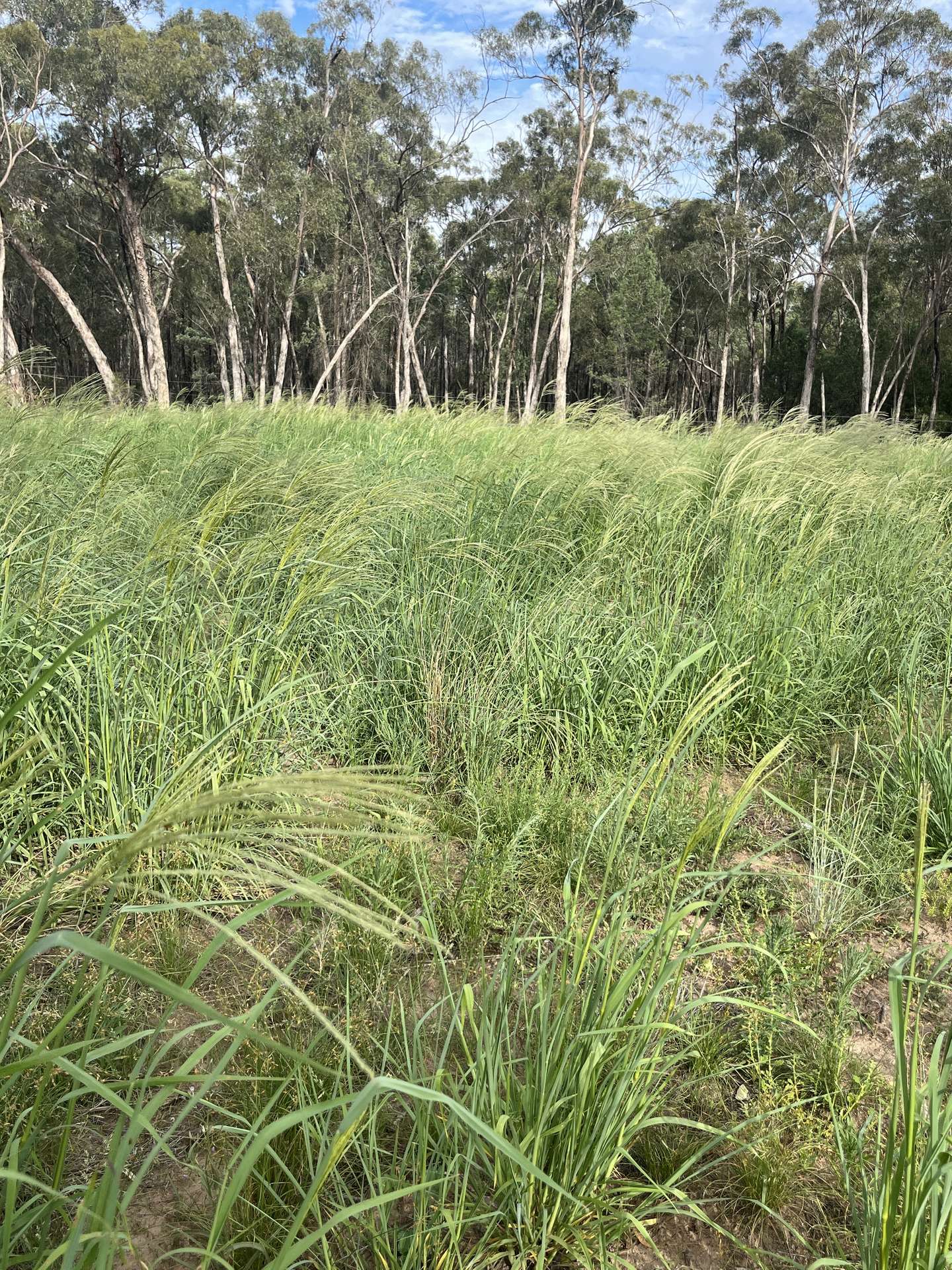 10402 Newell Highway, Jacks Creek For Sale by Farmbuy.com - image 6