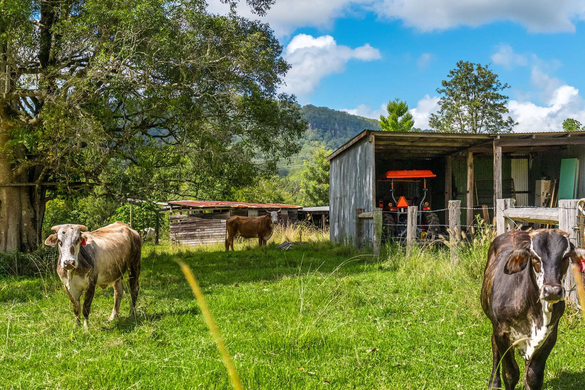 219 Stony Chute Road, Nimbin For Sale by Farmbuy.com - image 24