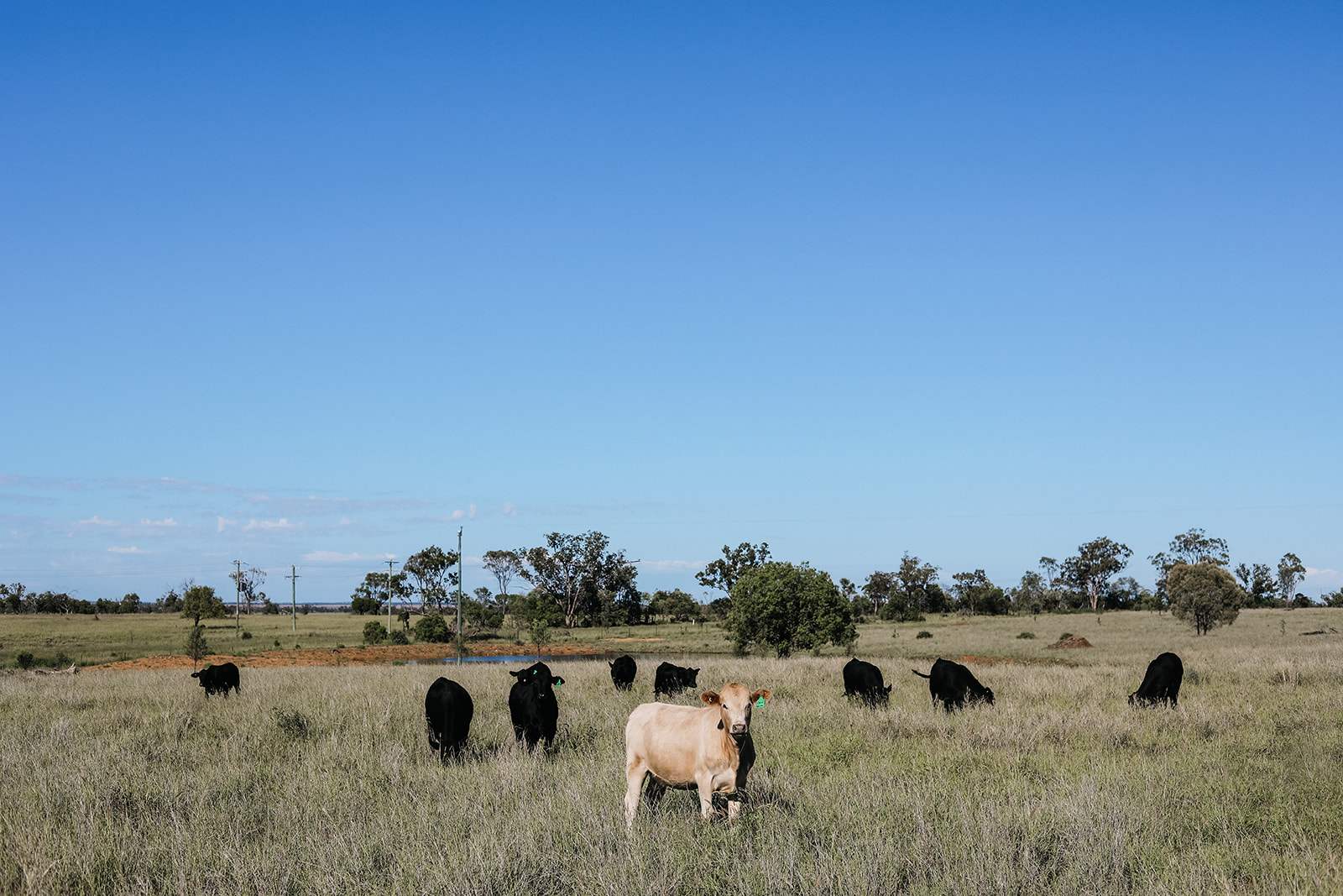 888 Dargal Road, Roma For Sale by Farmbuy.com - image 8