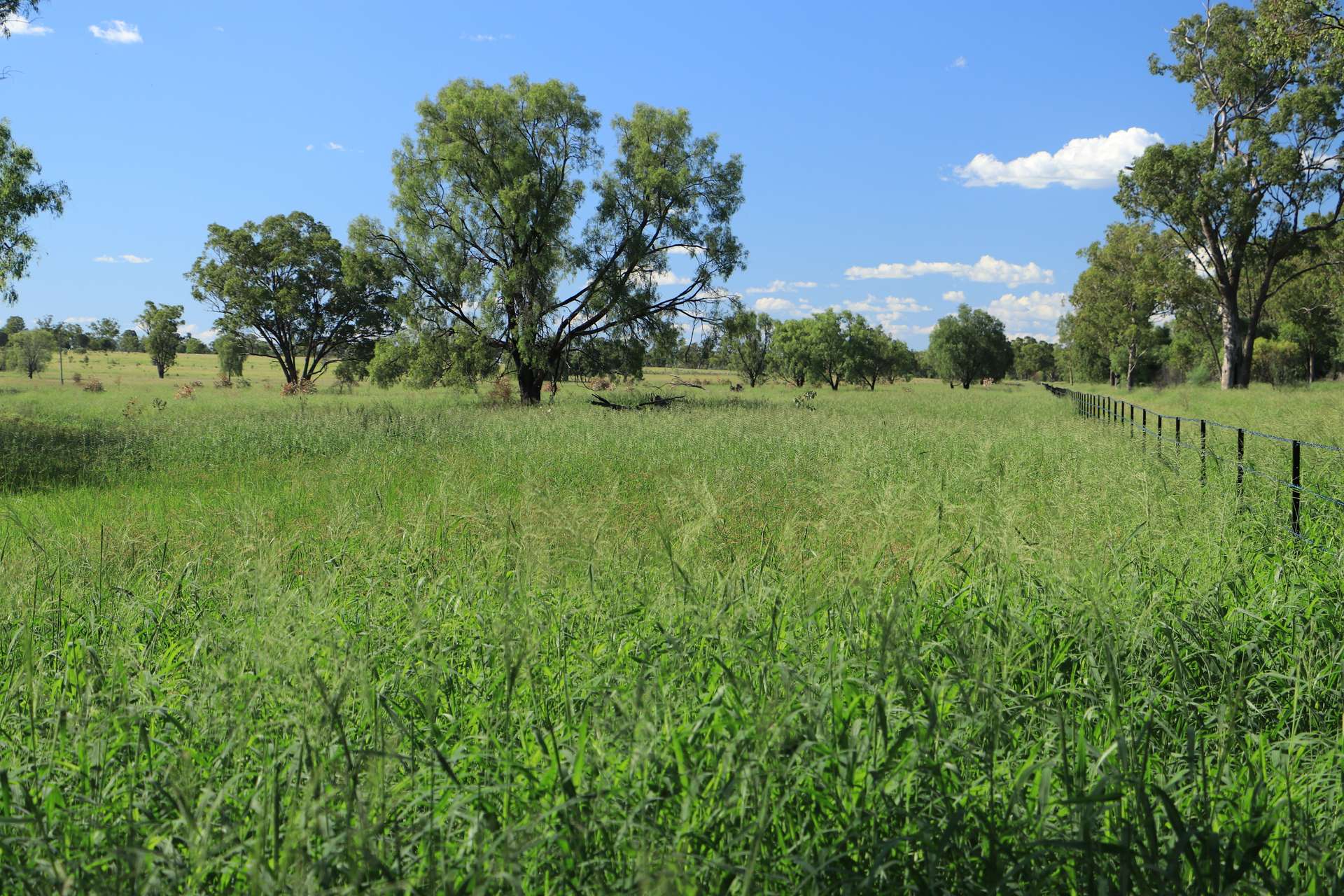 888 Dargal Road, Roma For Sale by Farmbuy.com - image 6