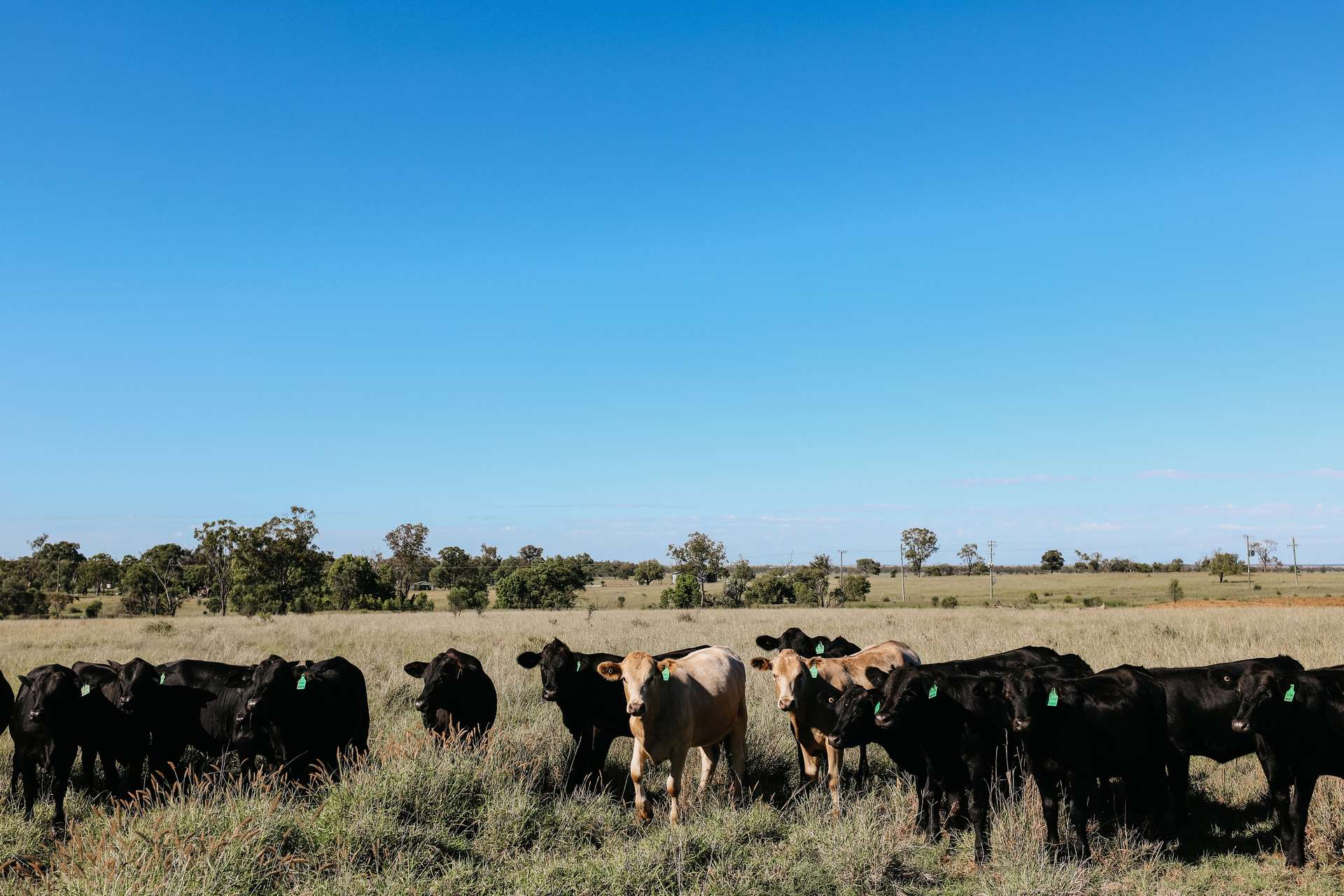 888 Dargal Road, Roma For Sale by Farmbuy.com - image 26