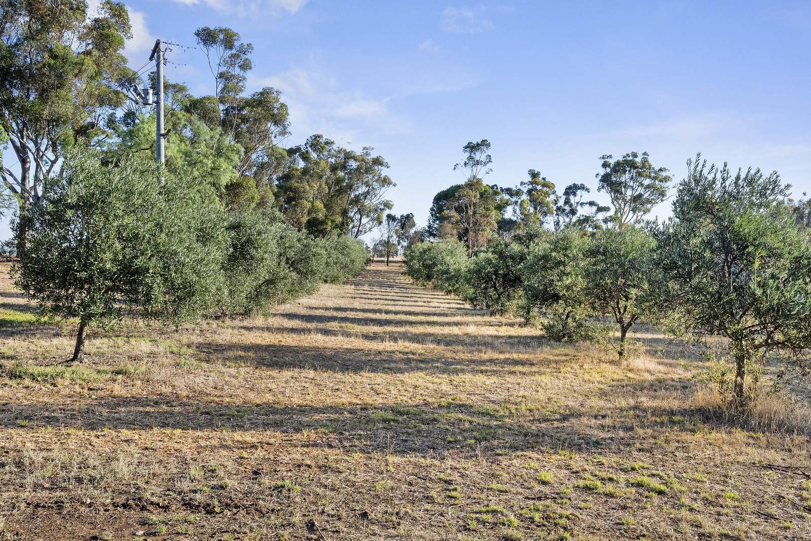 644 Baringhup West Road, Baringhup West For Sale by Farmbuy.com - image 11