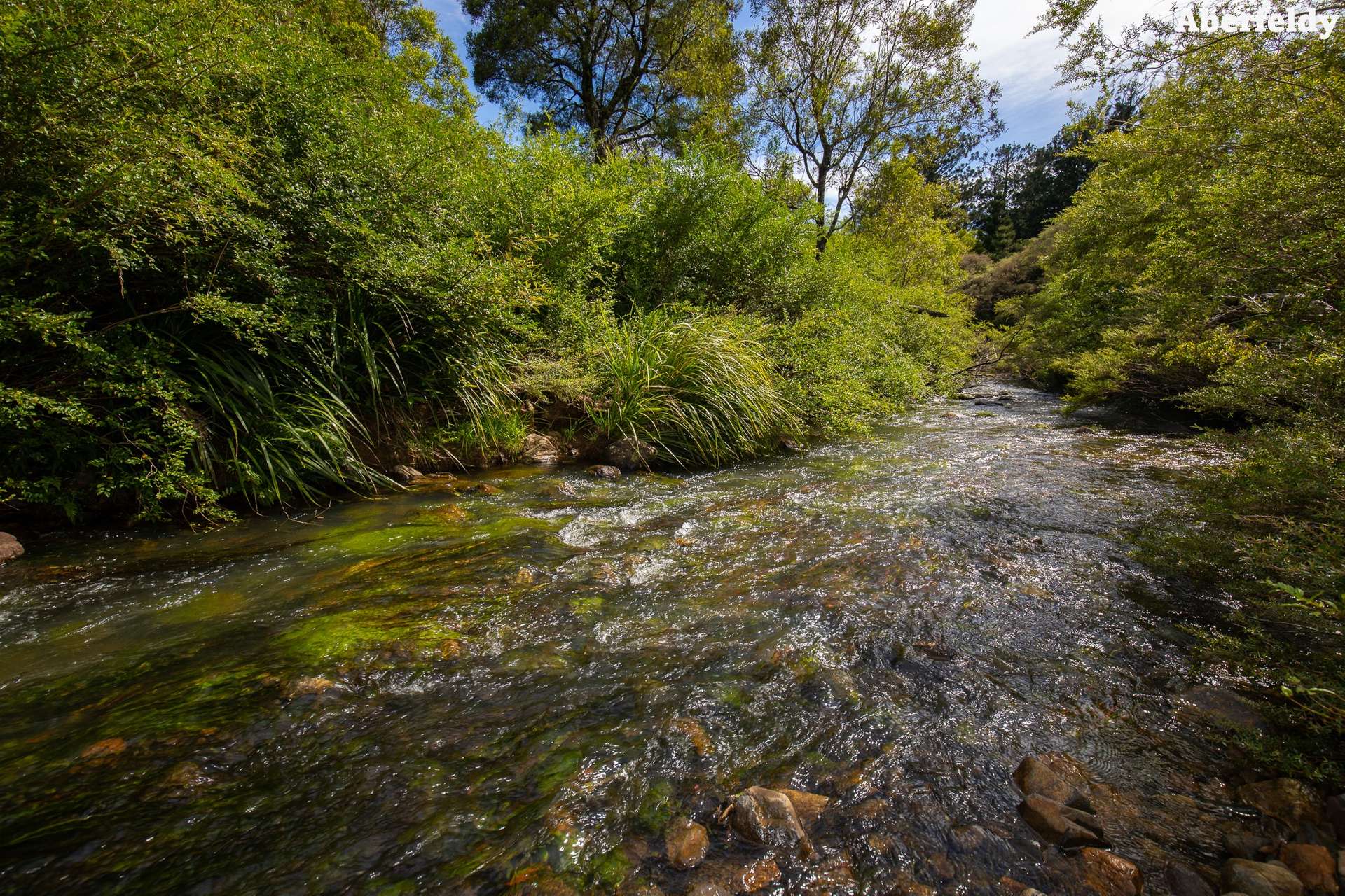 "King Ranch" 481 Upper Bobo Road, Dorrigo For Sale by Farmbuy.com - image 25