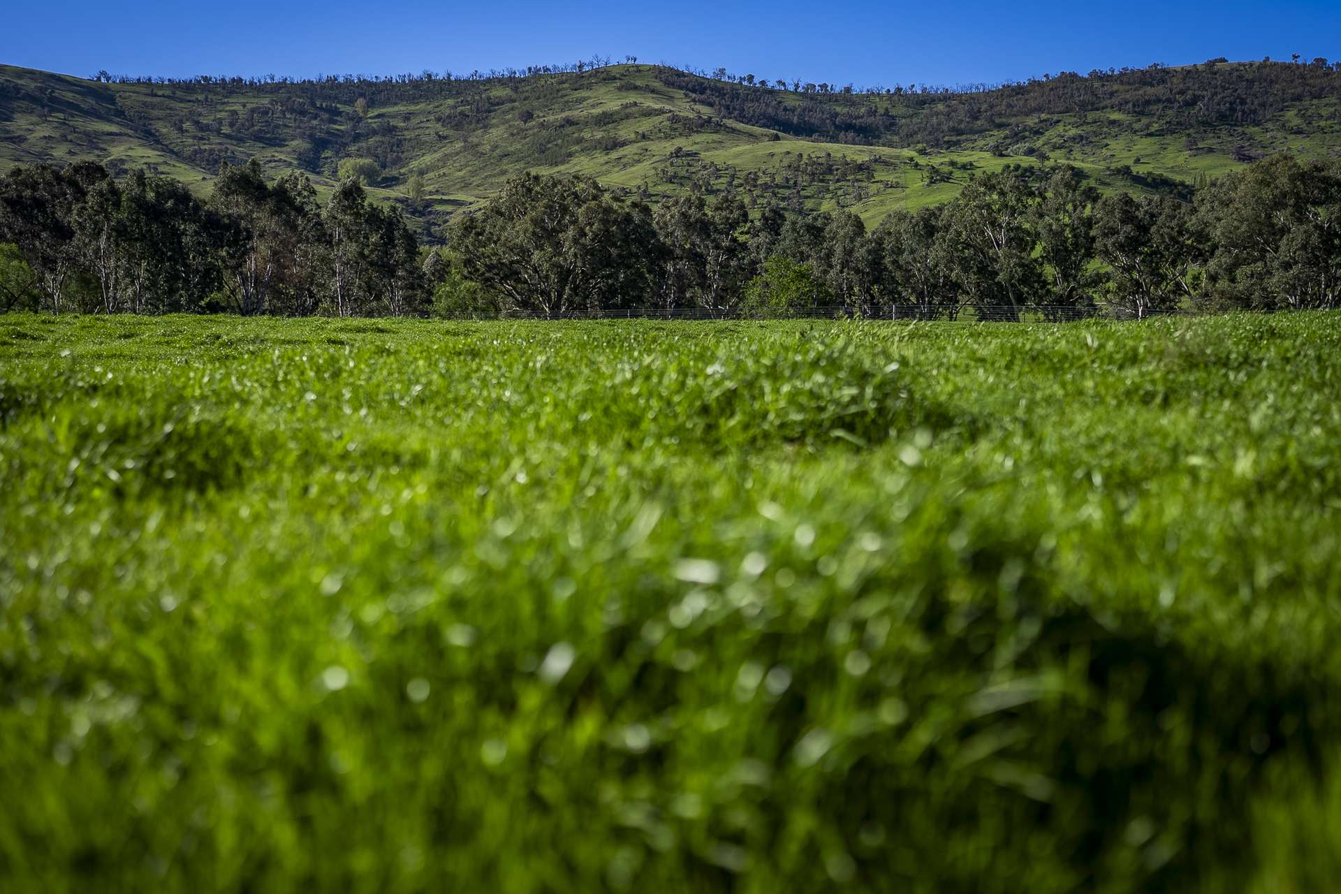 - Murray River Road, Pine Mountain For Sale by Farmbuy.com - image 9
