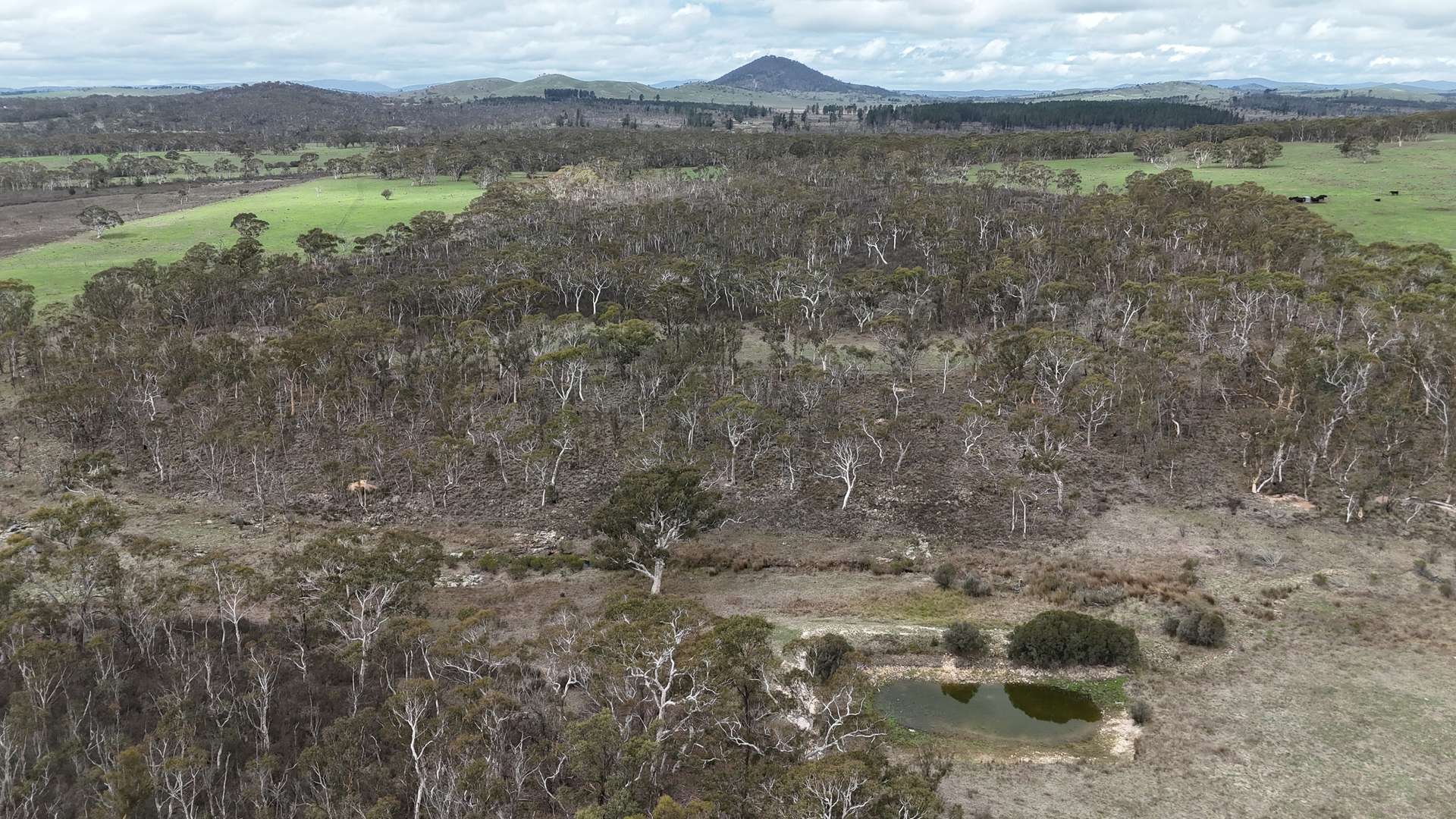 111 Farringdon Road, Braidwood For Sale by Farmbuy.com - image 10
