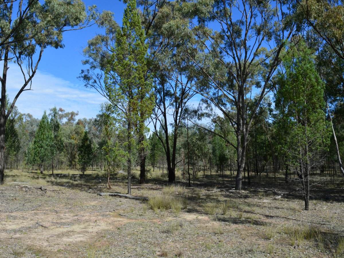 Lot 17 Tin Hut Road, Inglewood For Sale by Farmbuy.com - image 4