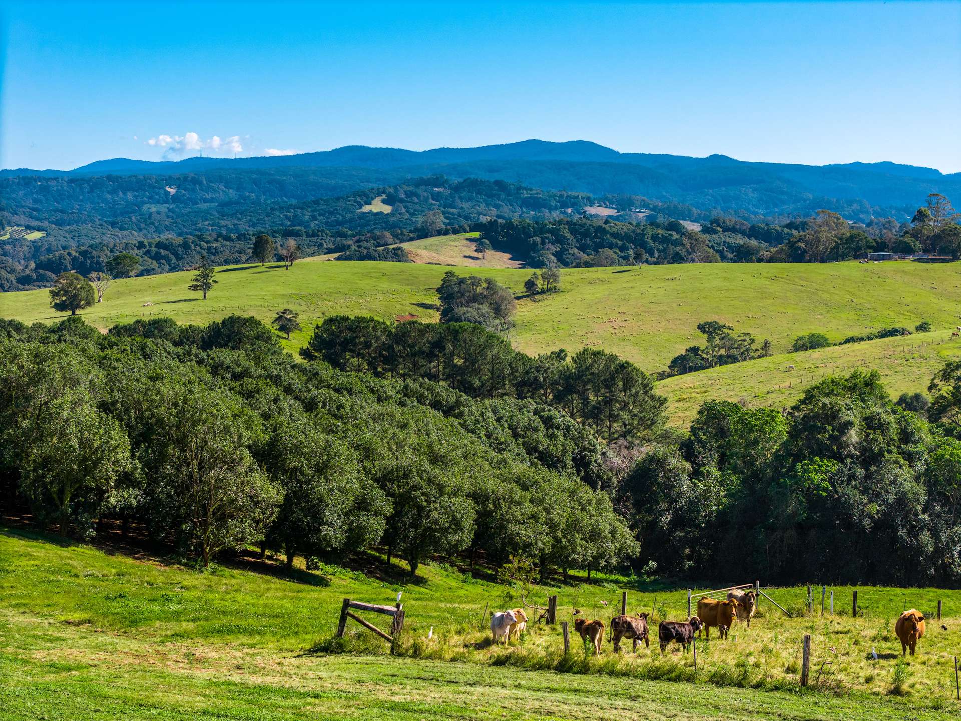 34 Bencluna Lane, Eureka For Sale by Farmbuy.com - image 15