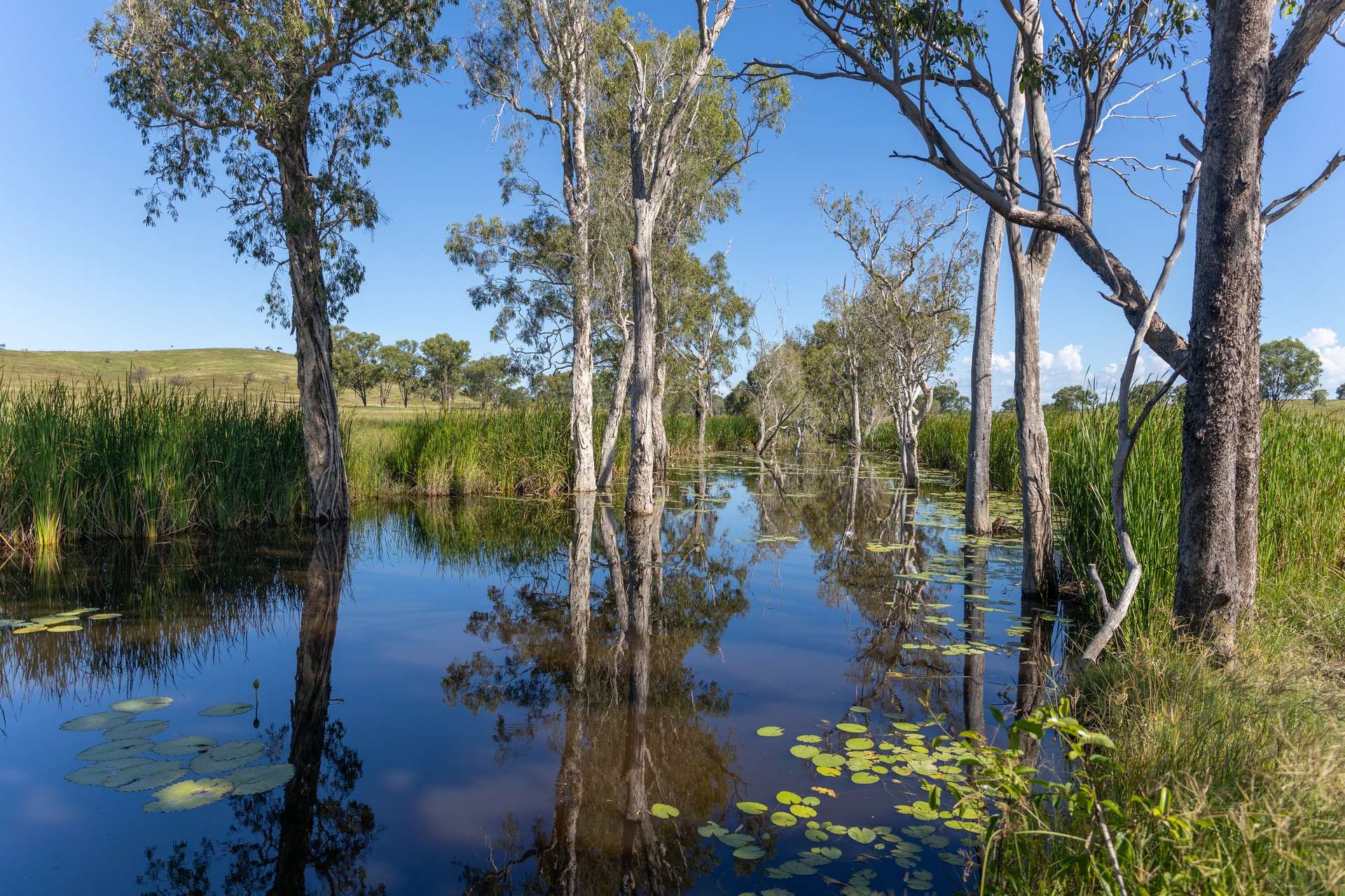 244 Weale Creek Road, Ridgelands For Sale by Farmbuy.com - image 10