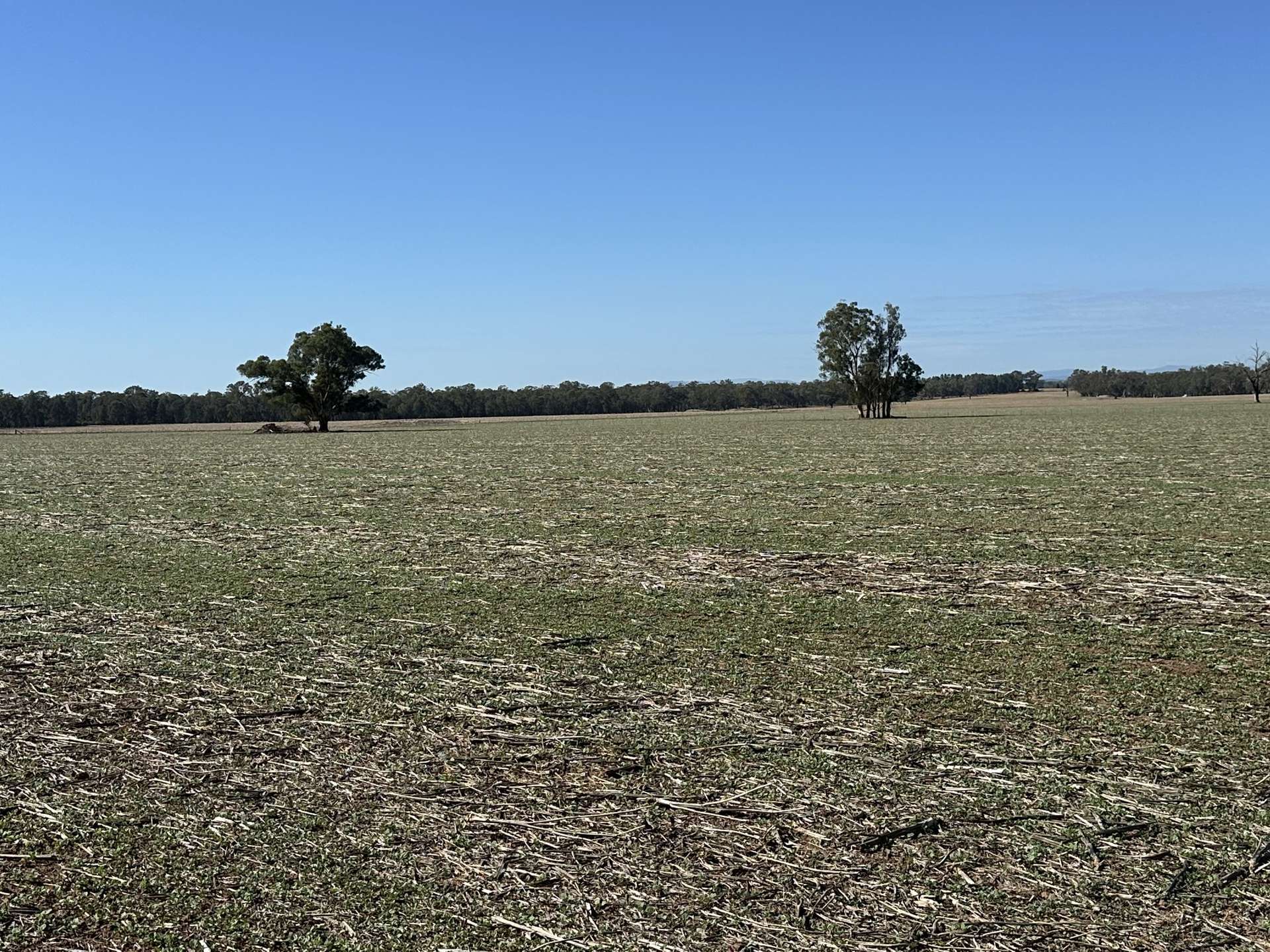 . Lilydale Road, Balldale Sold by Farmbuy.com - image 1
