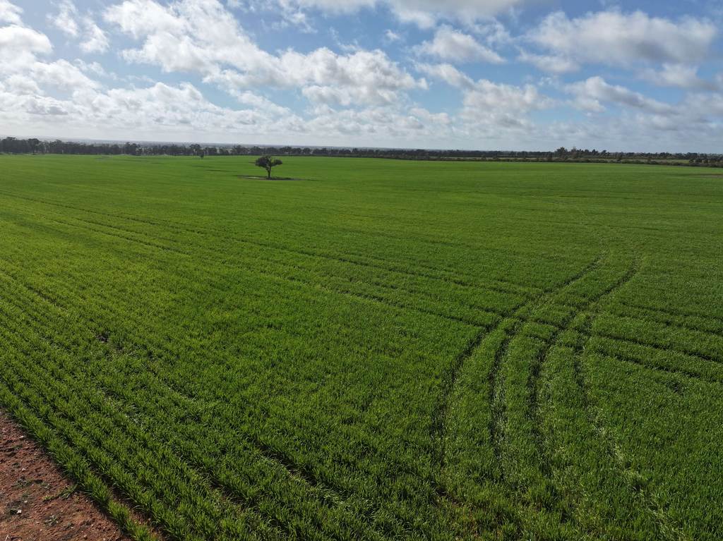 Shannonvale & Elmore Strontian Road, Boree Creek NSW 2652