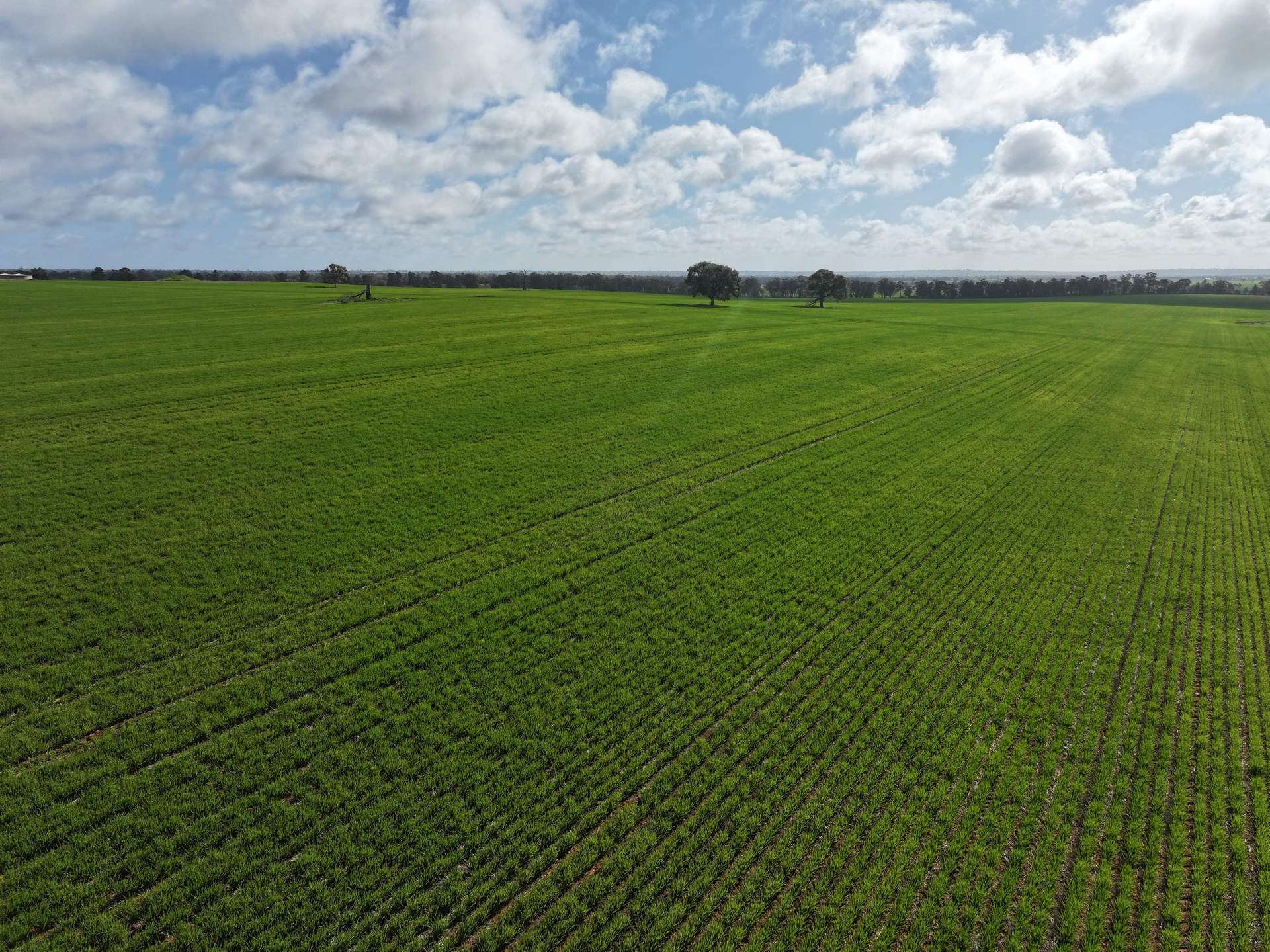 Shannonvale & Elmore Strontian Road, Boree Creek For Sale by Farmbuy.com - image 3
