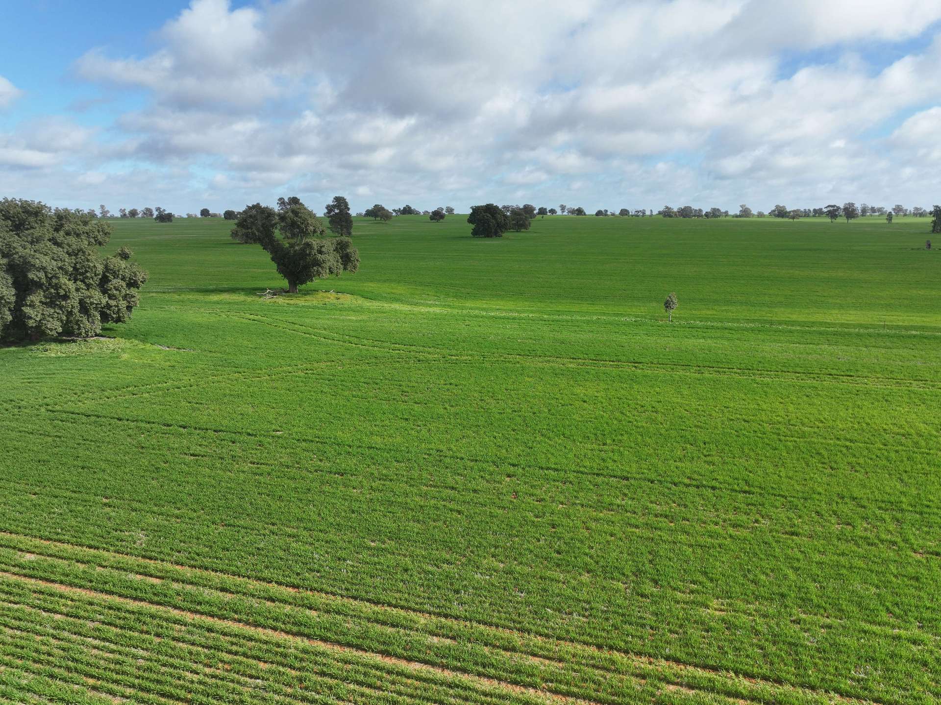 Shannonvale & Elmore Strontian Road, Boree Creek For Sale by Farmbuy.com - image 15