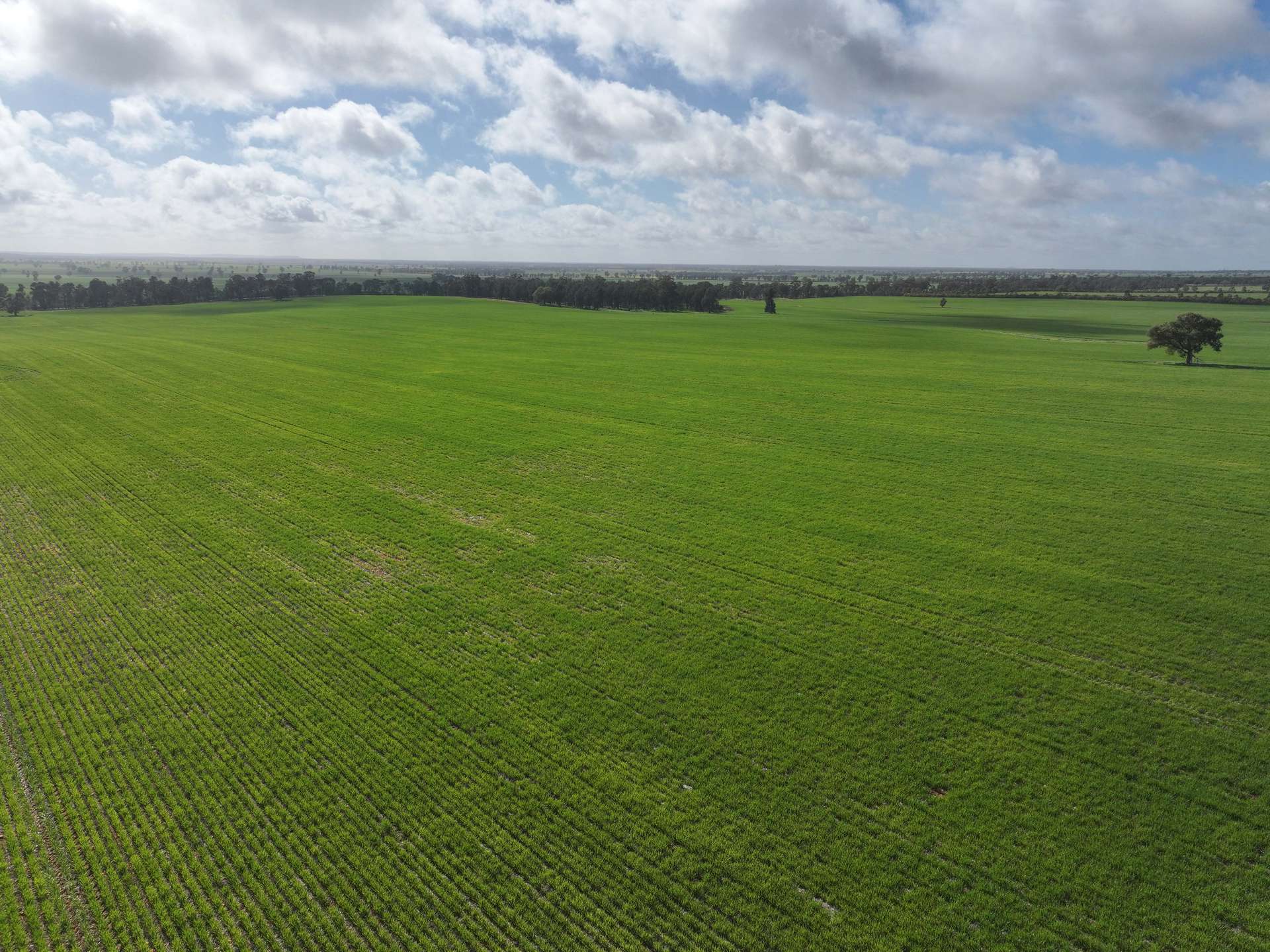 Shannonvale & Elmore Strontian Road, Boree Creek For Sale by Farmbuy.com - image 7