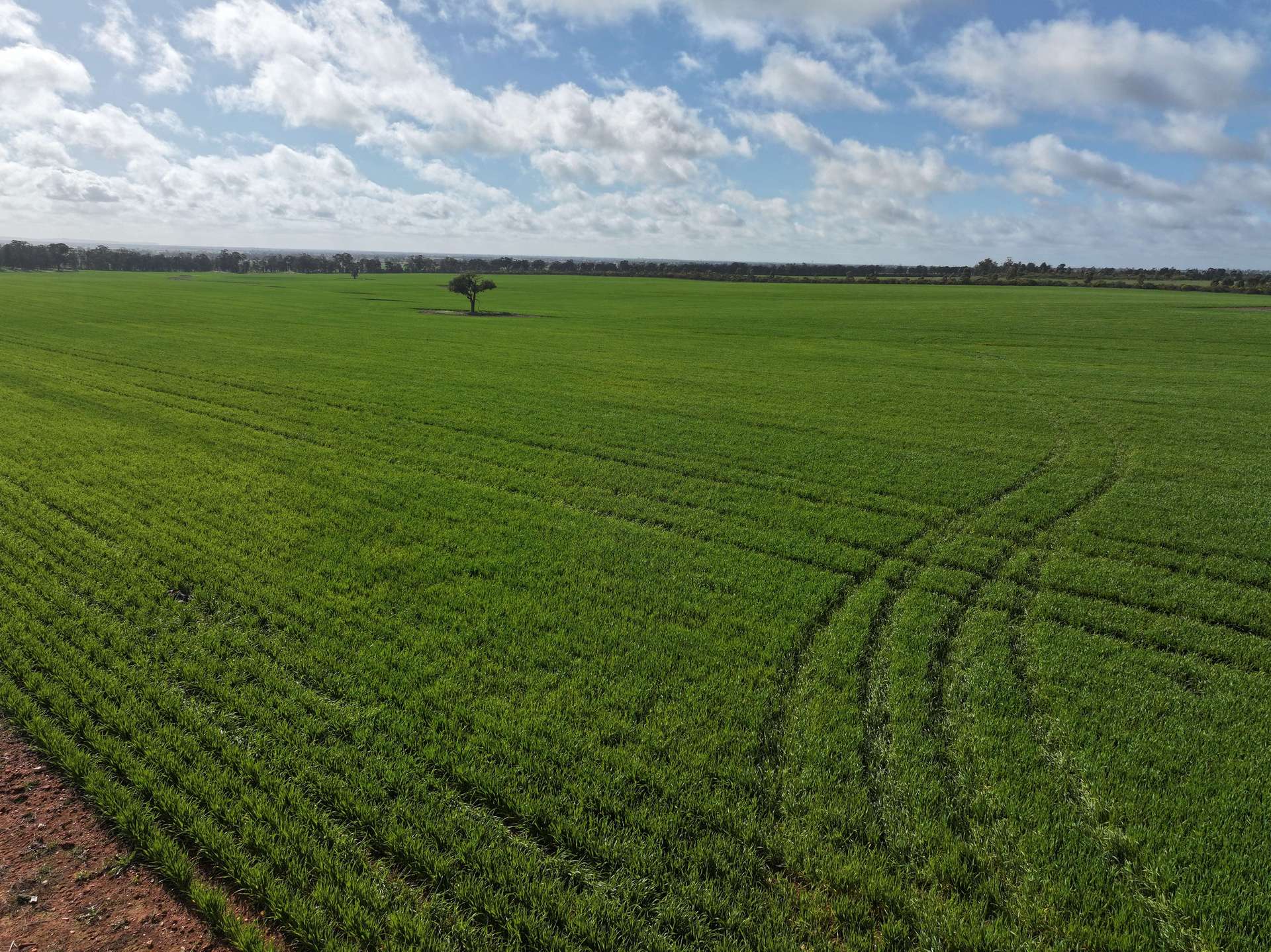 Shannonvale & Elmore Strontian Road, Boree Creek For Sale by Farmbuy.com - image 1