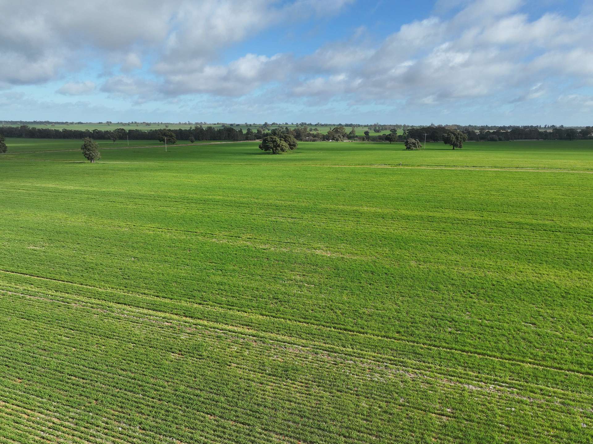 Shannonvale & Elmore Strontian Road, Boree Creek For Sale by Farmbuy.com - image 5