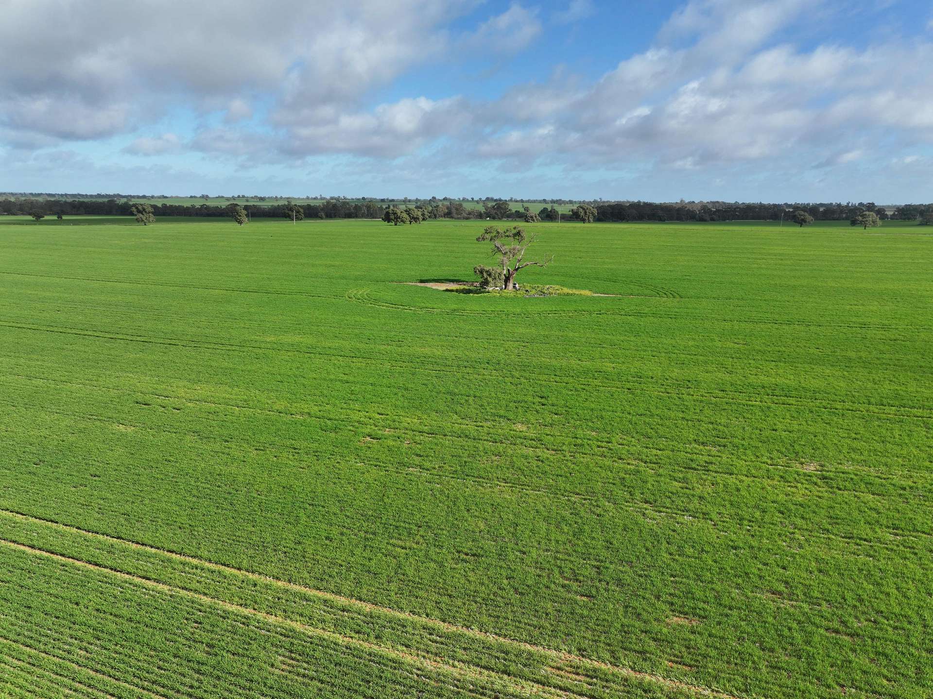 Shannonvale & Elmore Strontian Road, Boree Creek For Sale by Farmbuy.com - image 4