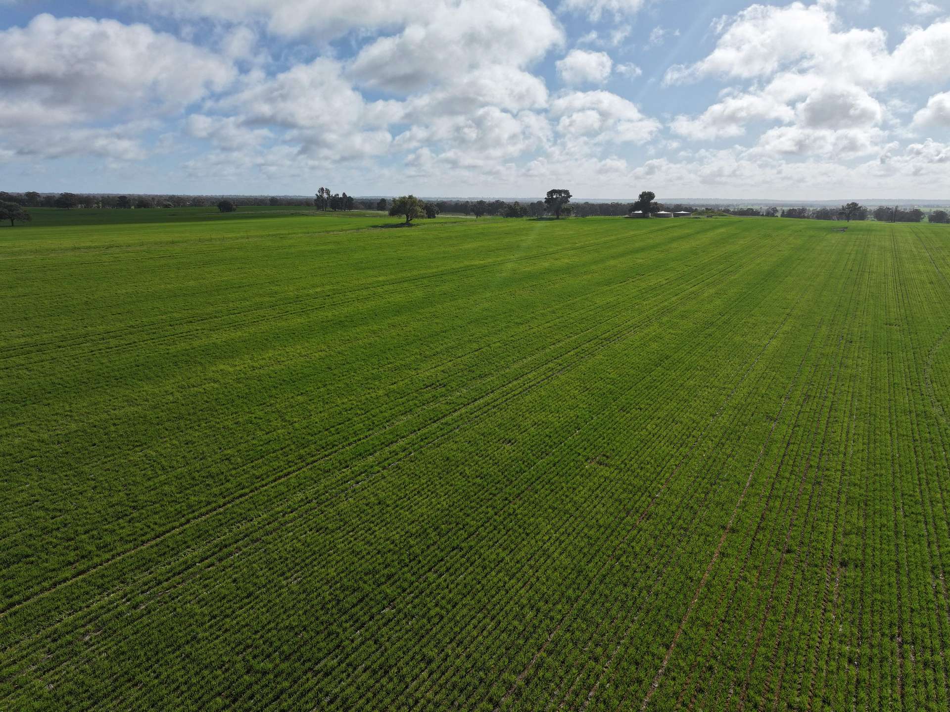 Shannonvale & Elmore Strontian Road, Boree Creek For Sale by Farmbuy.com - image 6