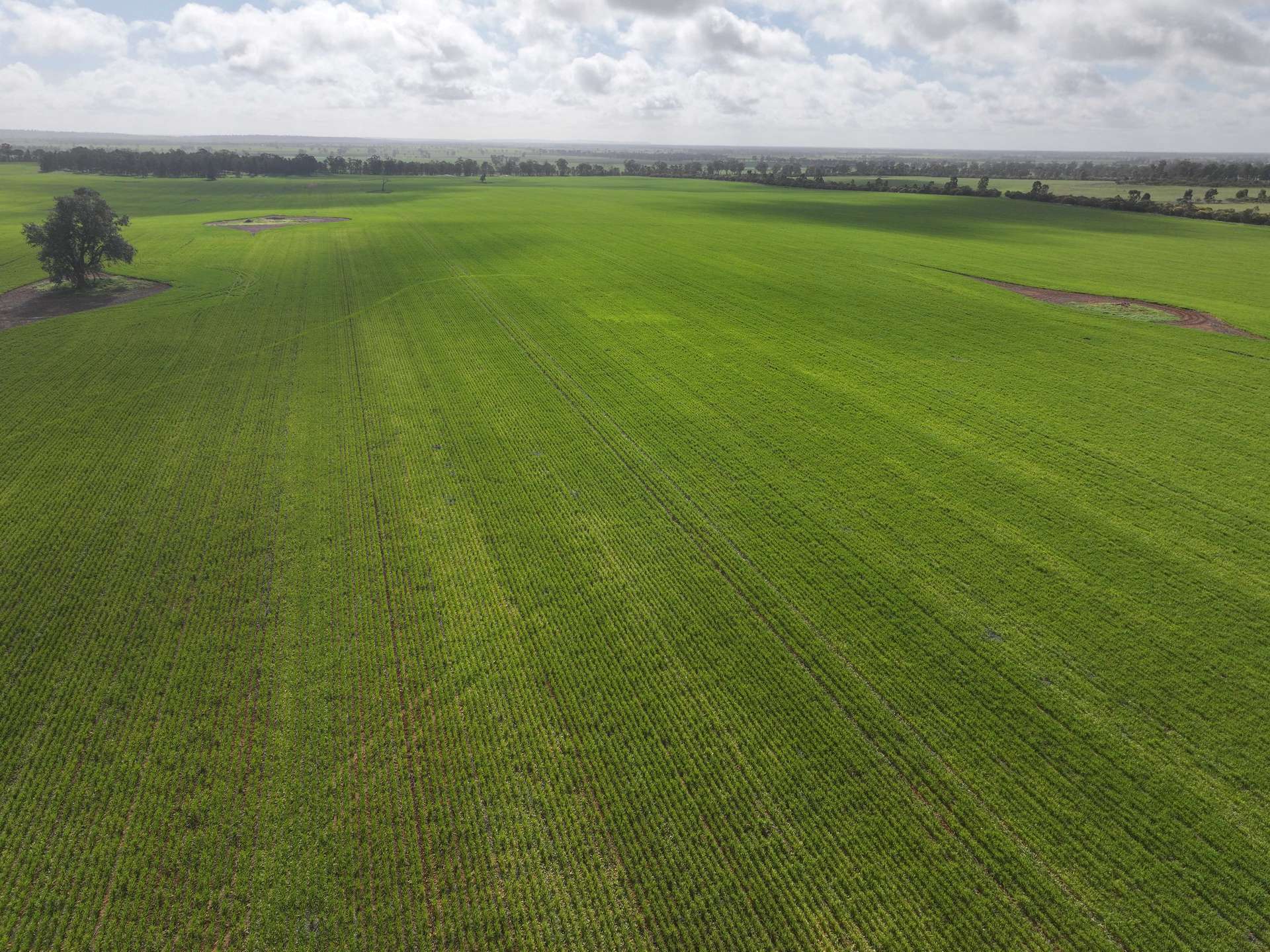 Shannonvale & Elmore Strontian Road, Boree Creek For Sale by Farmbuy.com - image 9