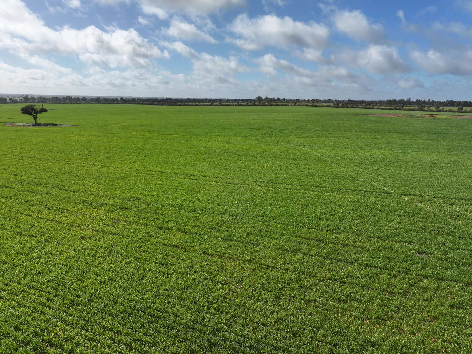 Shannonvale & Elmore Strontian Road, Boree Creek For Sale by Farmbuy.com - image 2