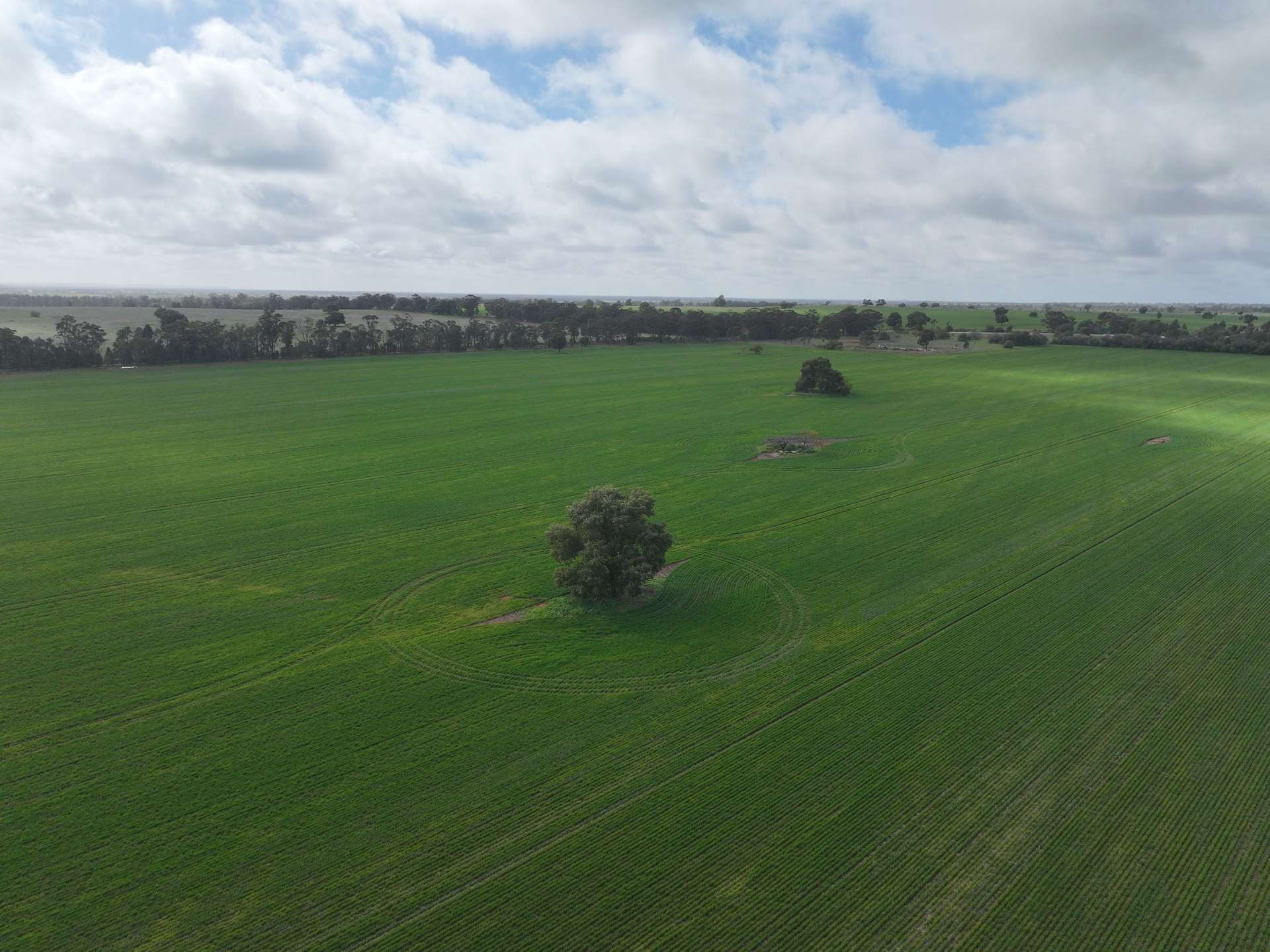 Shannonvale & Elmore Strontian Road, Boree Creek For Sale by Farmbuy.com - image 16