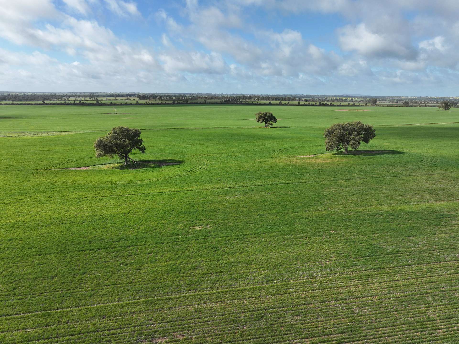Shannonvale & Elmore Strontian Road, Boree Creek For Sale by Farmbuy.com - image 8