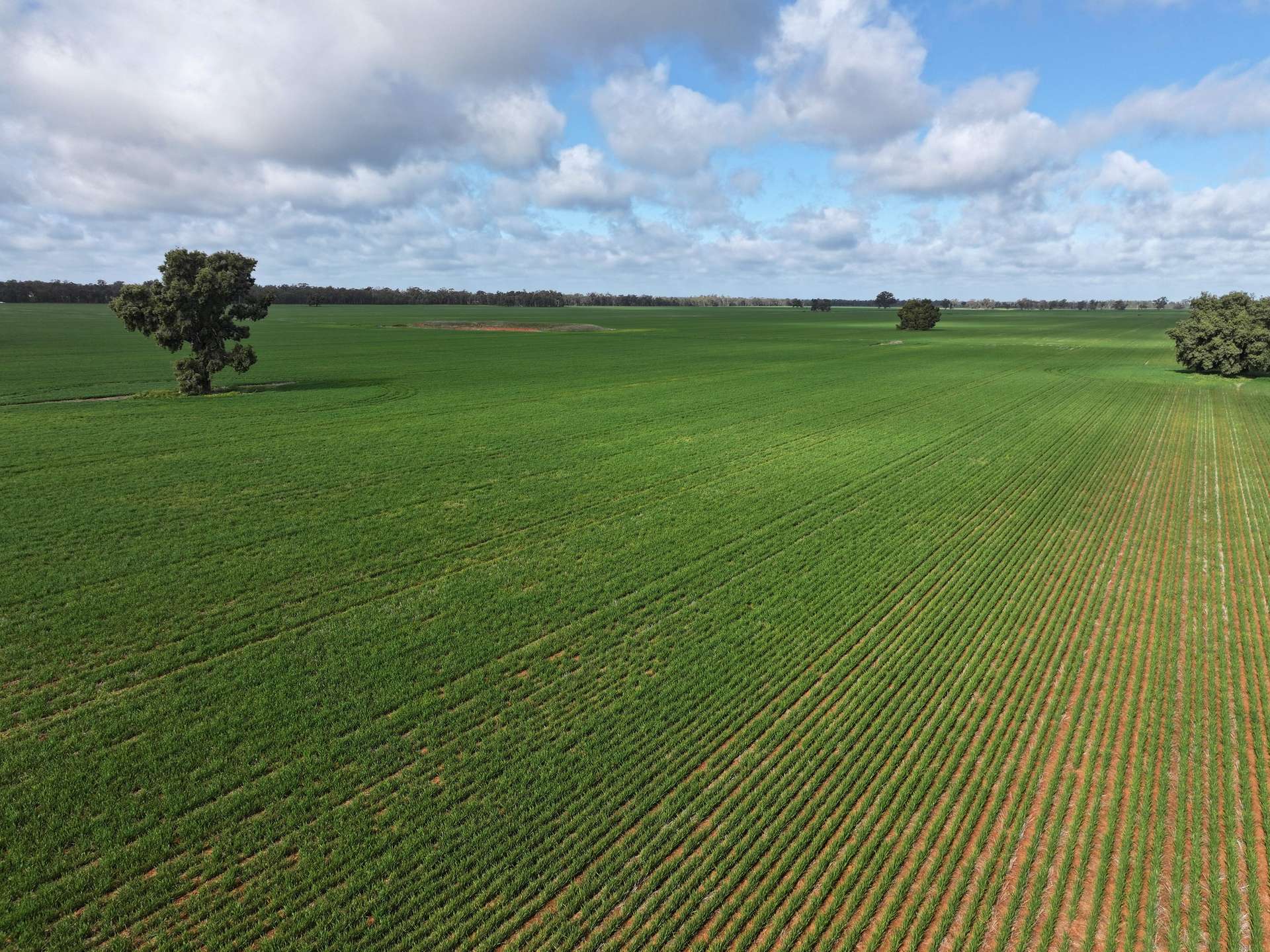 Shannonvale & Elmore Strontian Road, Boree Creek For Sale by Farmbuy.com - image 13