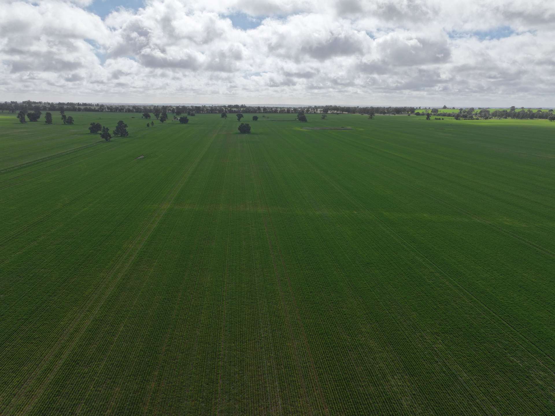 Shannonvale & Elmore Strontian Road, Boree Creek For Sale by Farmbuy.com - image 11