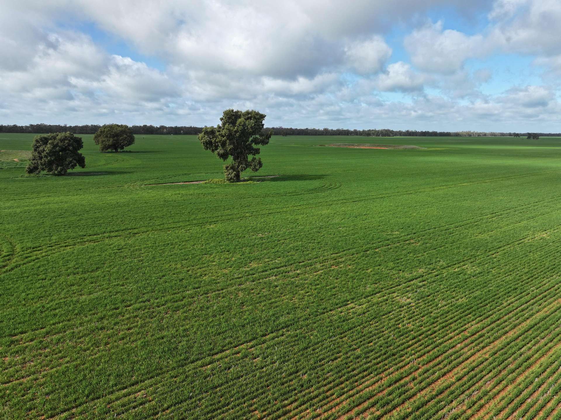Shannonvale & Elmore Strontian Road, Boree Creek For Sale by Farmbuy.com - image 14