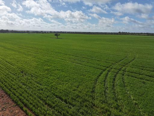 Farm For Sale - NSW - Boree Creek - 2652 - TIGHTLY HELD BOREE CREEK COUNTRY 