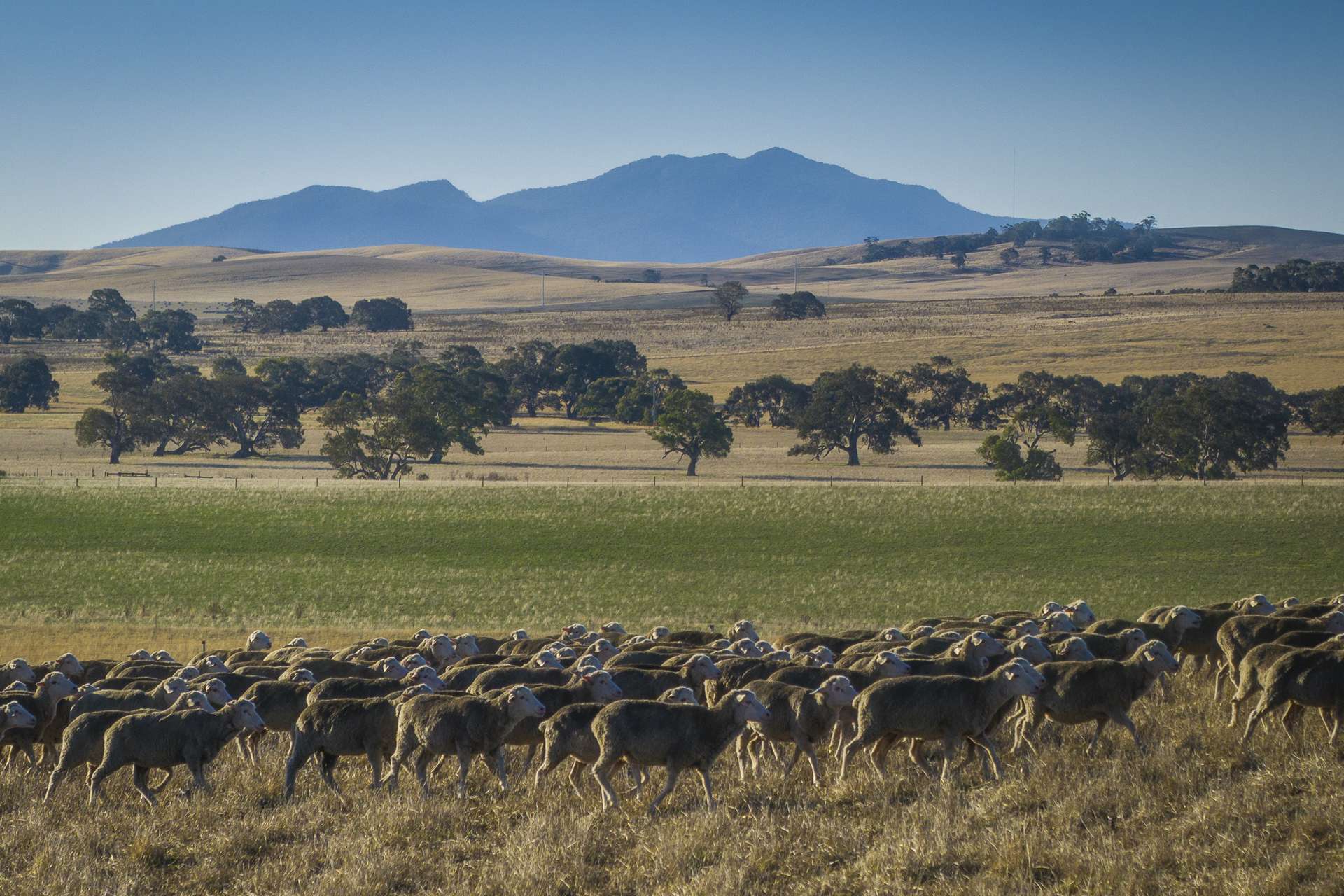 1154 Stockyard Hill Road, Stockyard Hill For Sale by Farmbuy.com - image 3