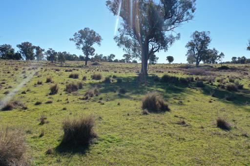 Farm For Sale - NSW - Bundarra - 2359 - LOW COST GRAZING PROPERTY WITH PLENTY OF UPSIDE 