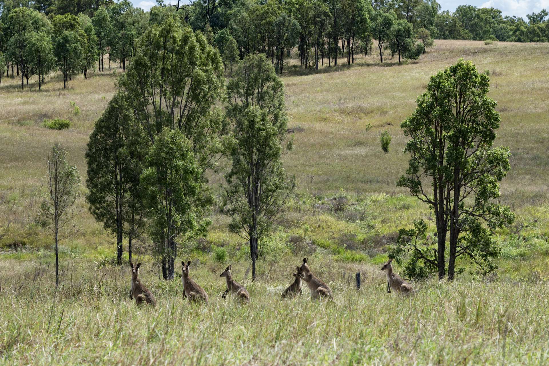 2584 Rosewood-Warrill View Road, Coleyville For Sale by Farmbuy.com - image 6